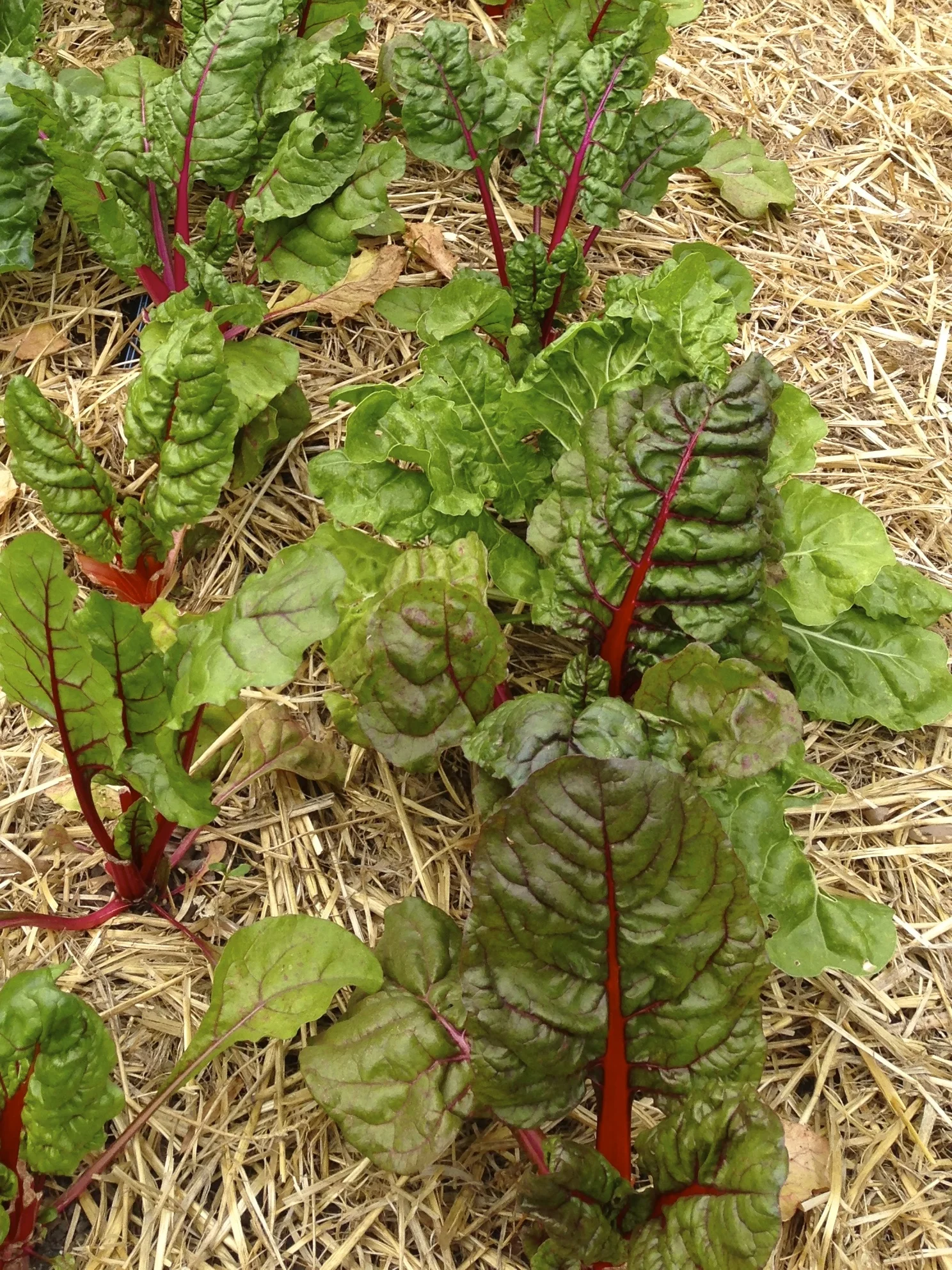 Well, it is not exactly a bloom or a fruit, but the leaves and stems of the Swiss Chard make it one of the most colorful vegetables in the garden.