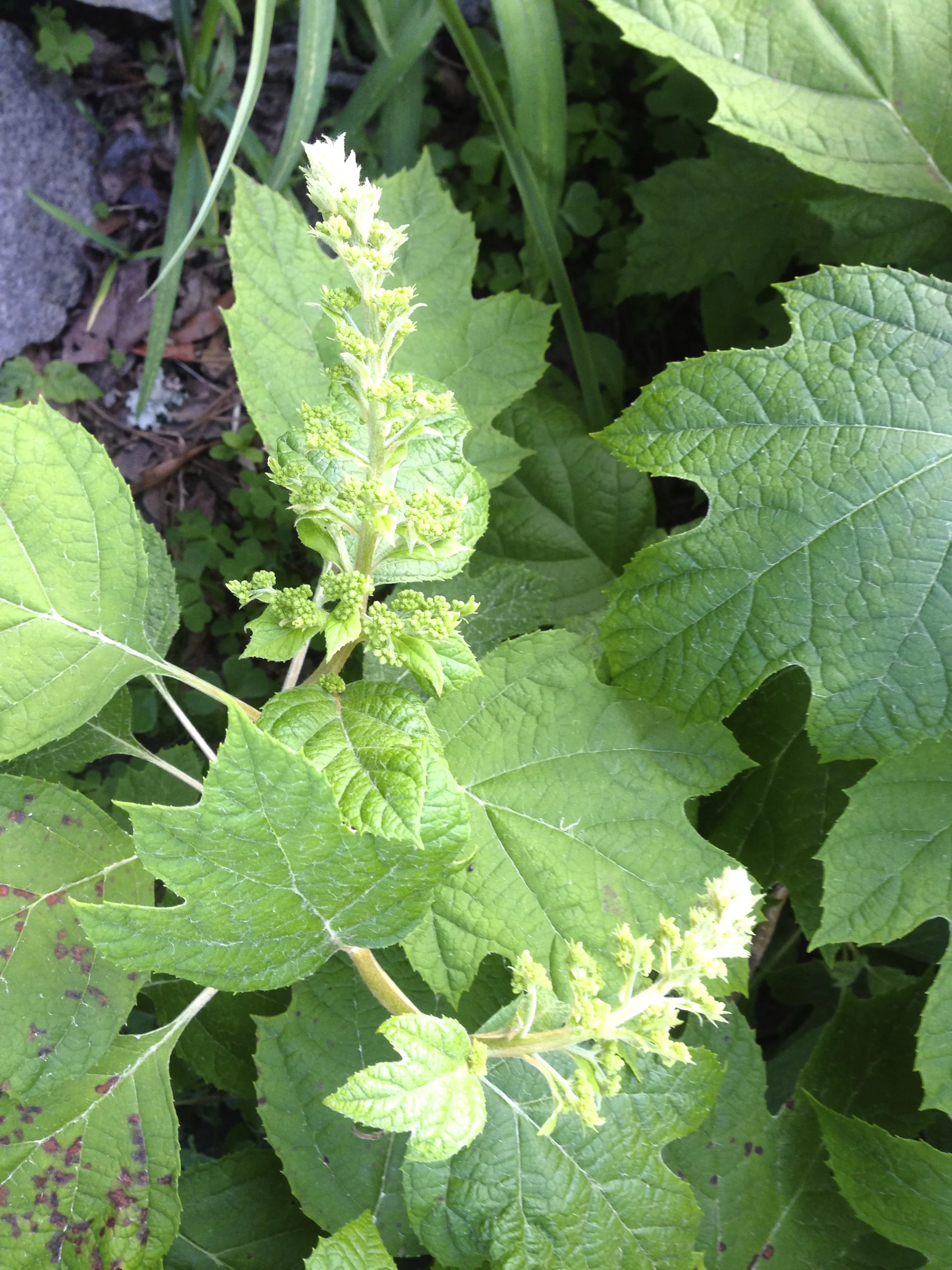 Here come the oak leaf hydrangea blooms!