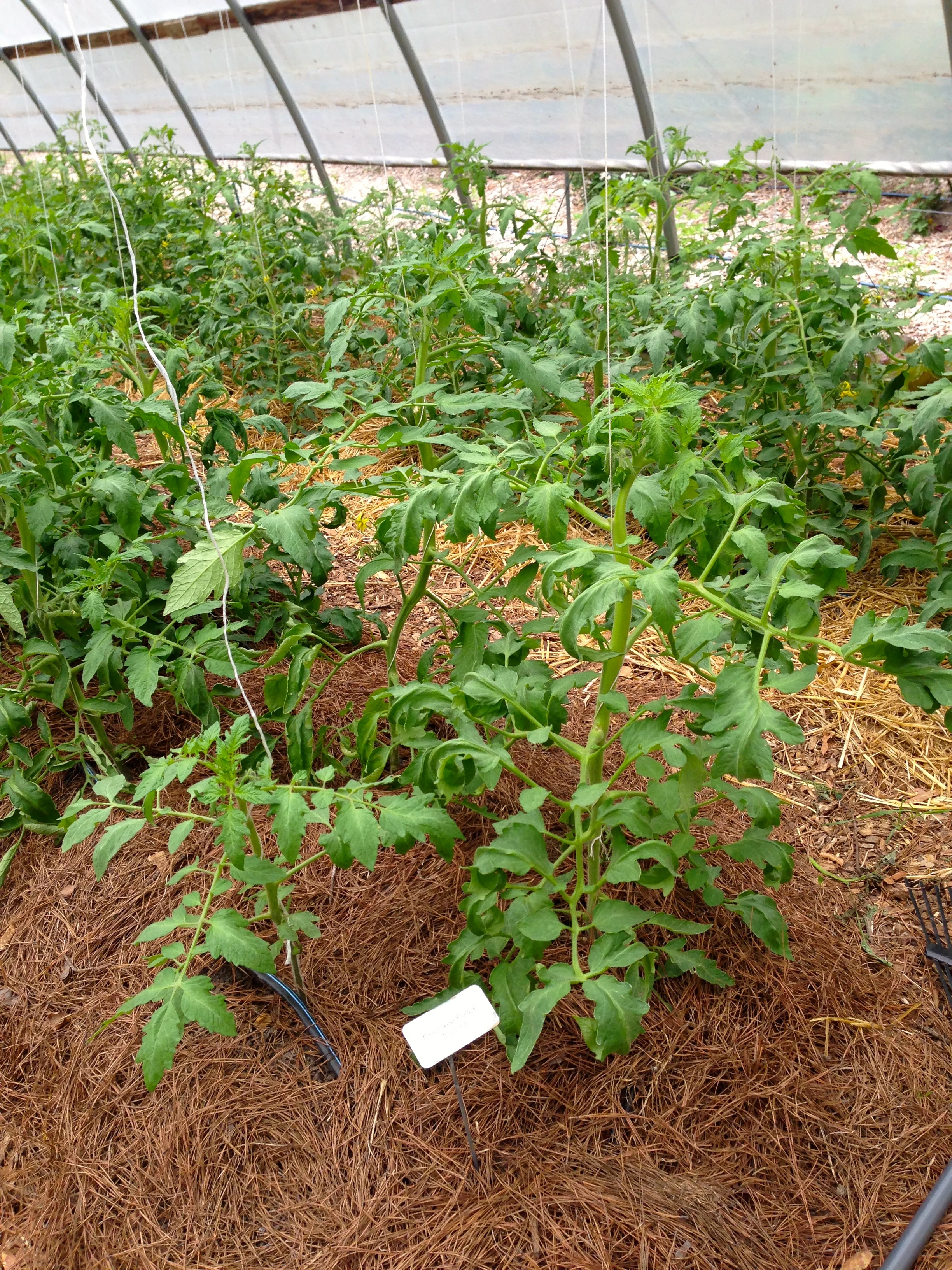 Cherokee Purple Tomatoes are a big favorite. They are incredibly delicious with a dense juicy interior. The outside is a purple red with green shoulders. This old heirloom variety is a large beefsteak style tomato. 