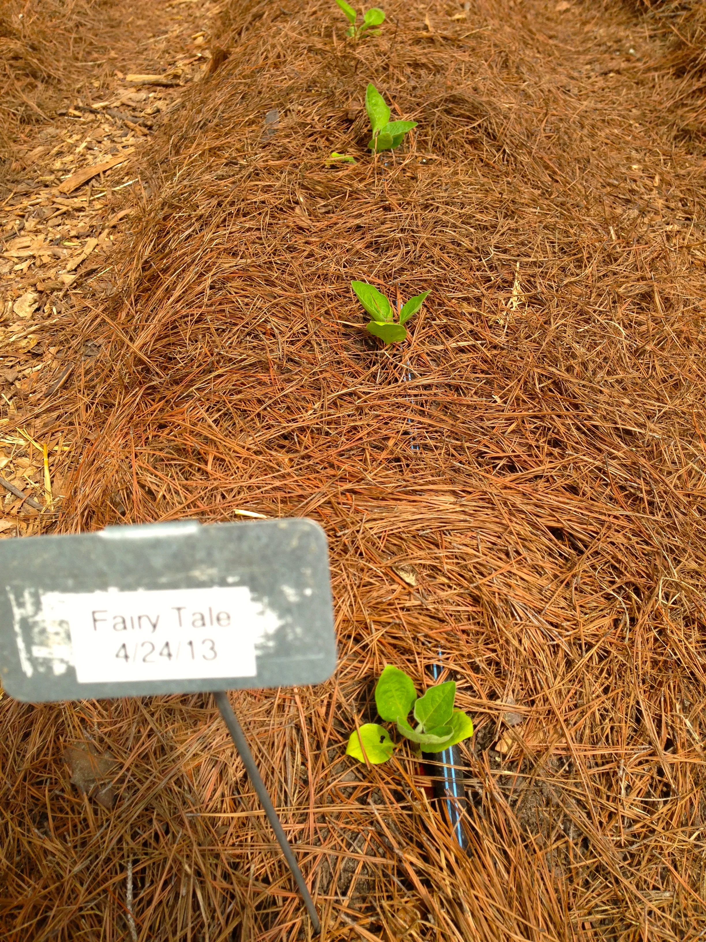 We grew these wonderful small eggplant, Fairy Tale, last year. These petite eggplant will be joined this year by more conventional eggplant as well as a white type and the long slimmer Japanese variety.