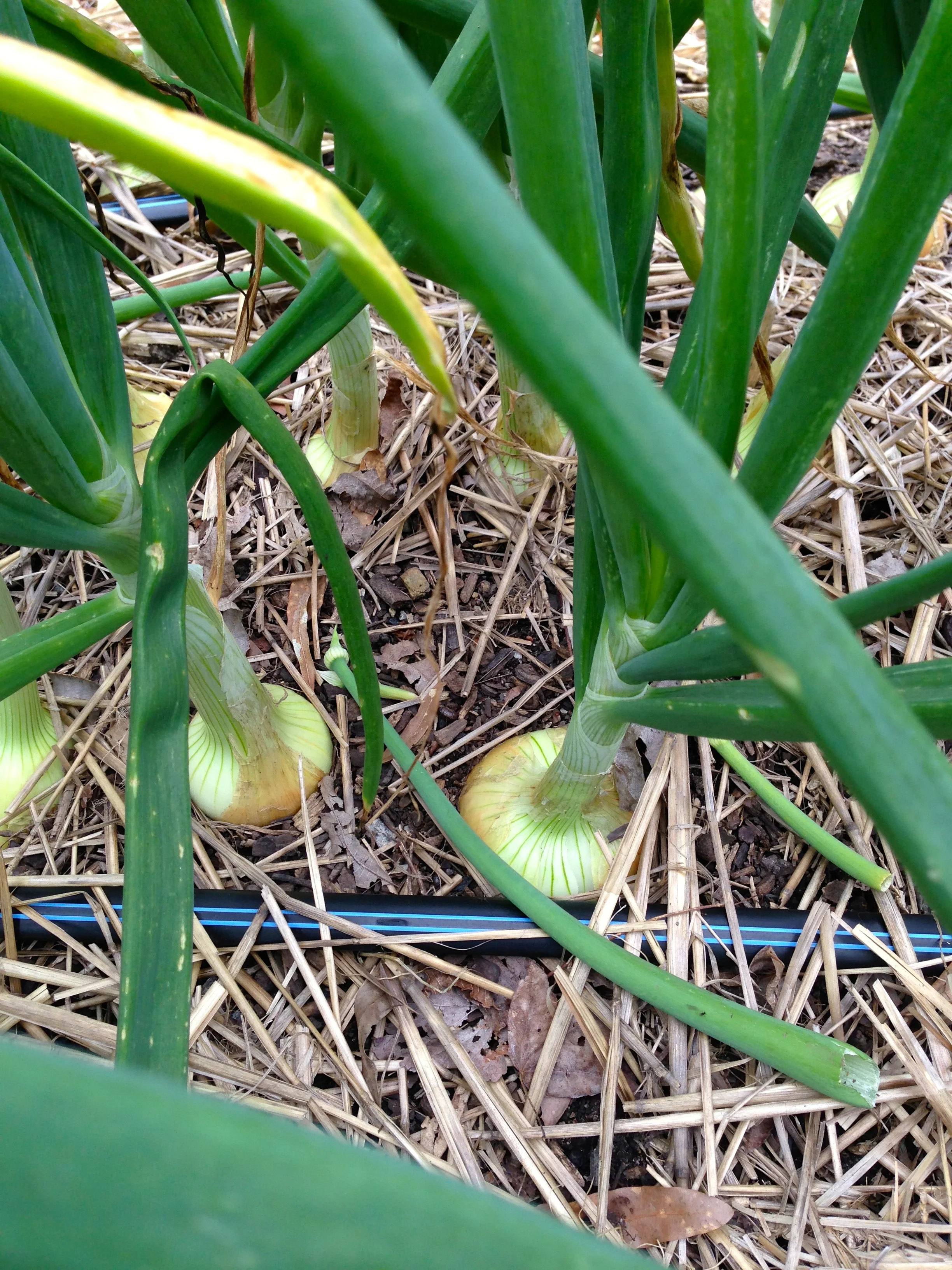 Our yellow granex onions are coming along nicely. Here are some of the first planted and, therefore, largest ones. 
