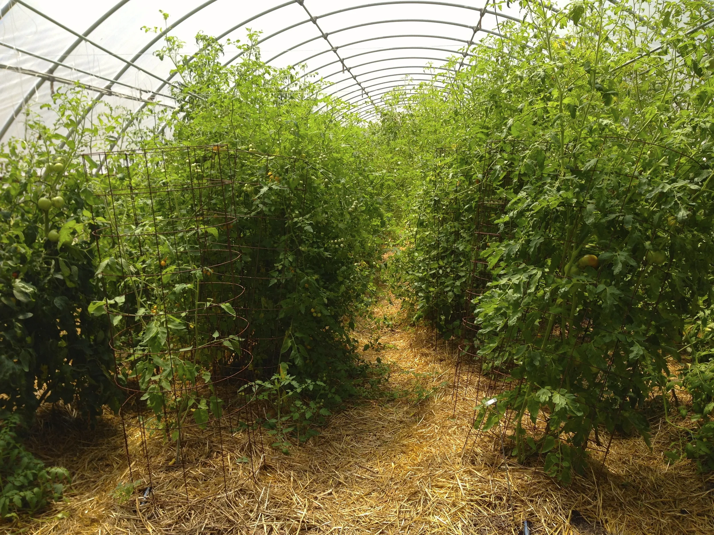 You can't capture with a camera how full this 30' x 96' hoophouse is of various tomato varieties. They were the first planted in this relatively warm environment when it was still cool outside. Walk between the rows now and you are covered with yellow from all the tomato pollen. 