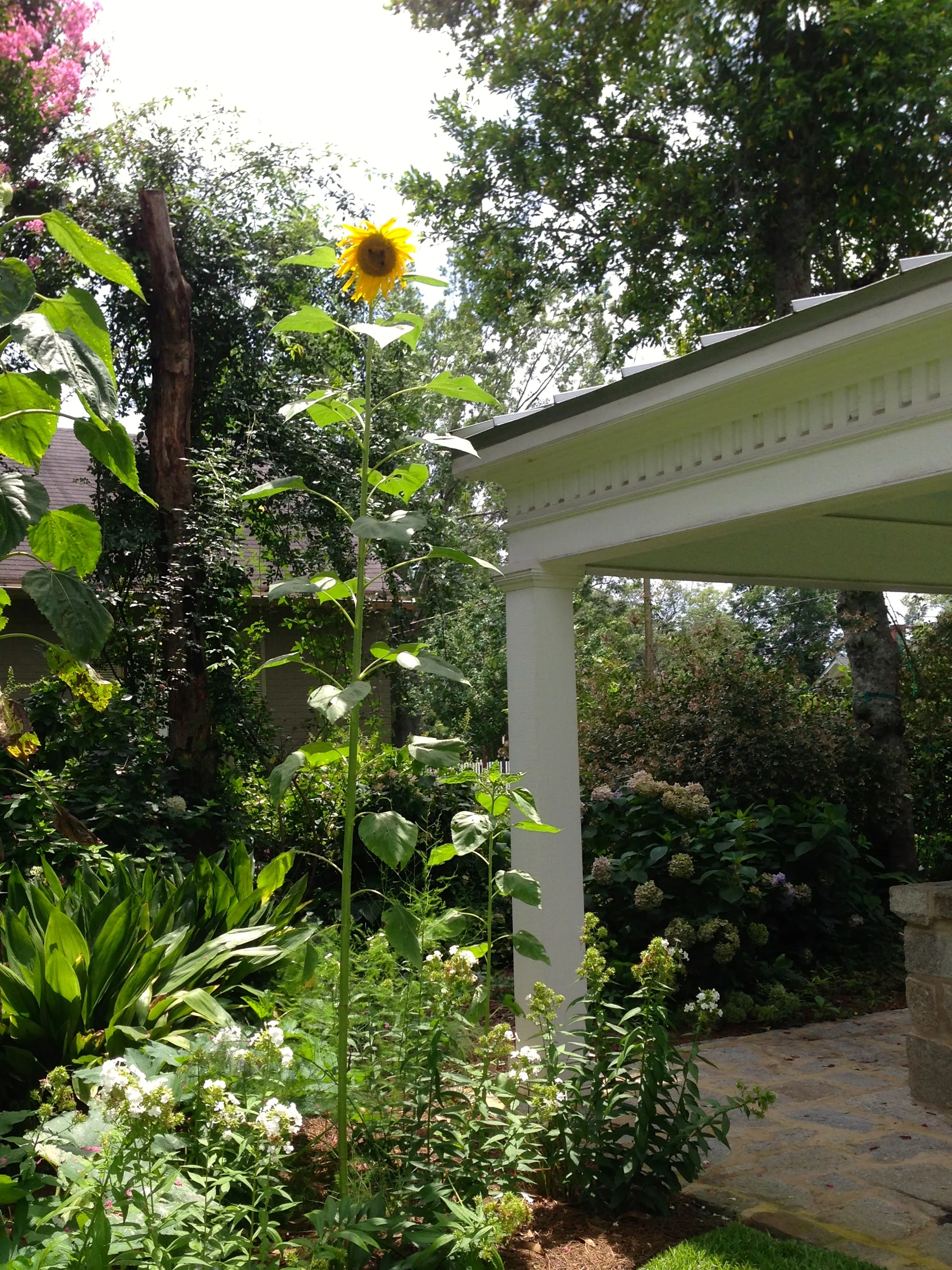 This sunflower has surpassed the height of the old well house as it seems to reach for the sky. 