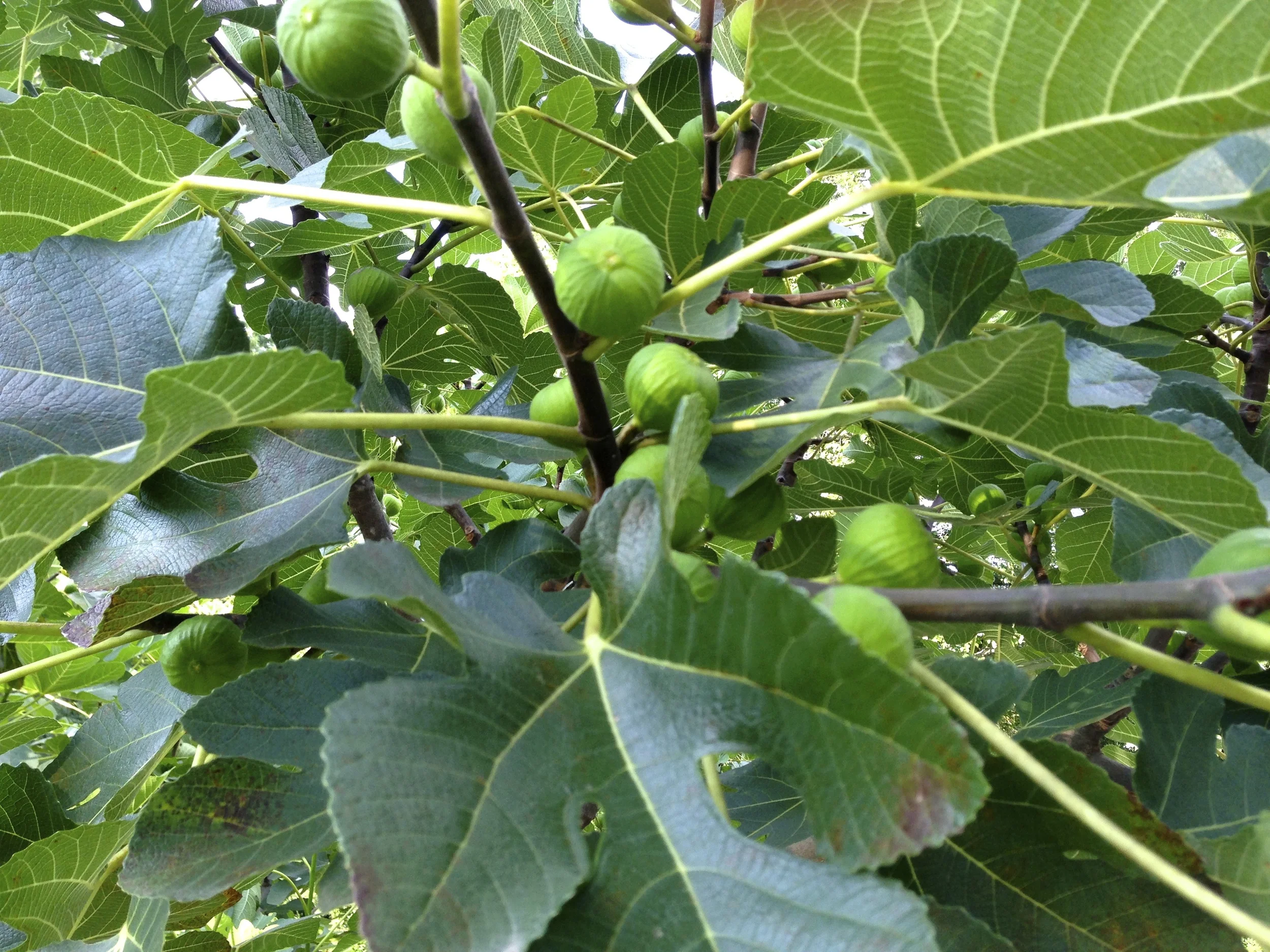 Here are those wonderful green skinned Kodata figs we're waiting on for an especially long time this year. But they will be worth the wait.