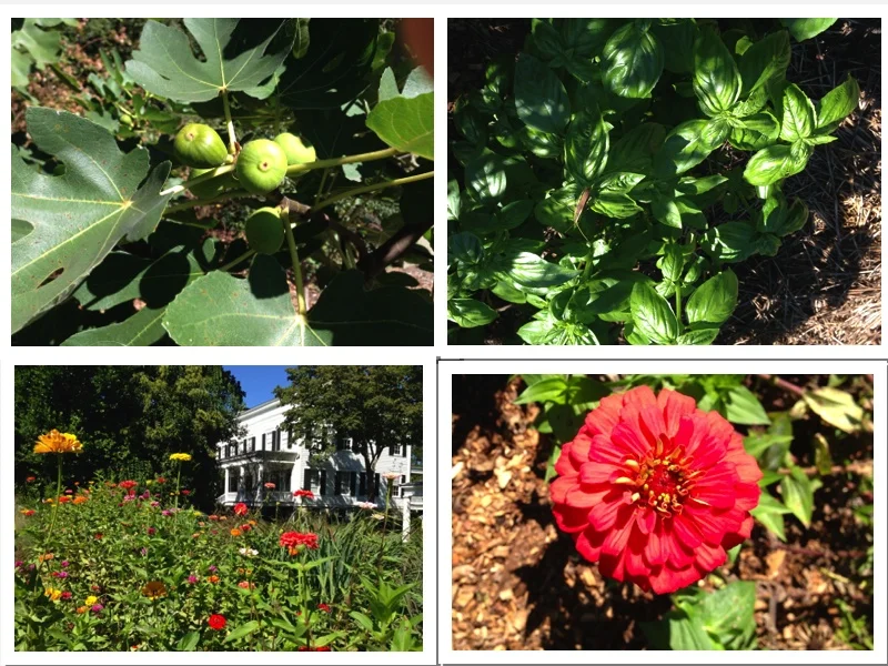 Here are some of summer's remains: Figs, basil and plenty of glorious colorful zinnias. 