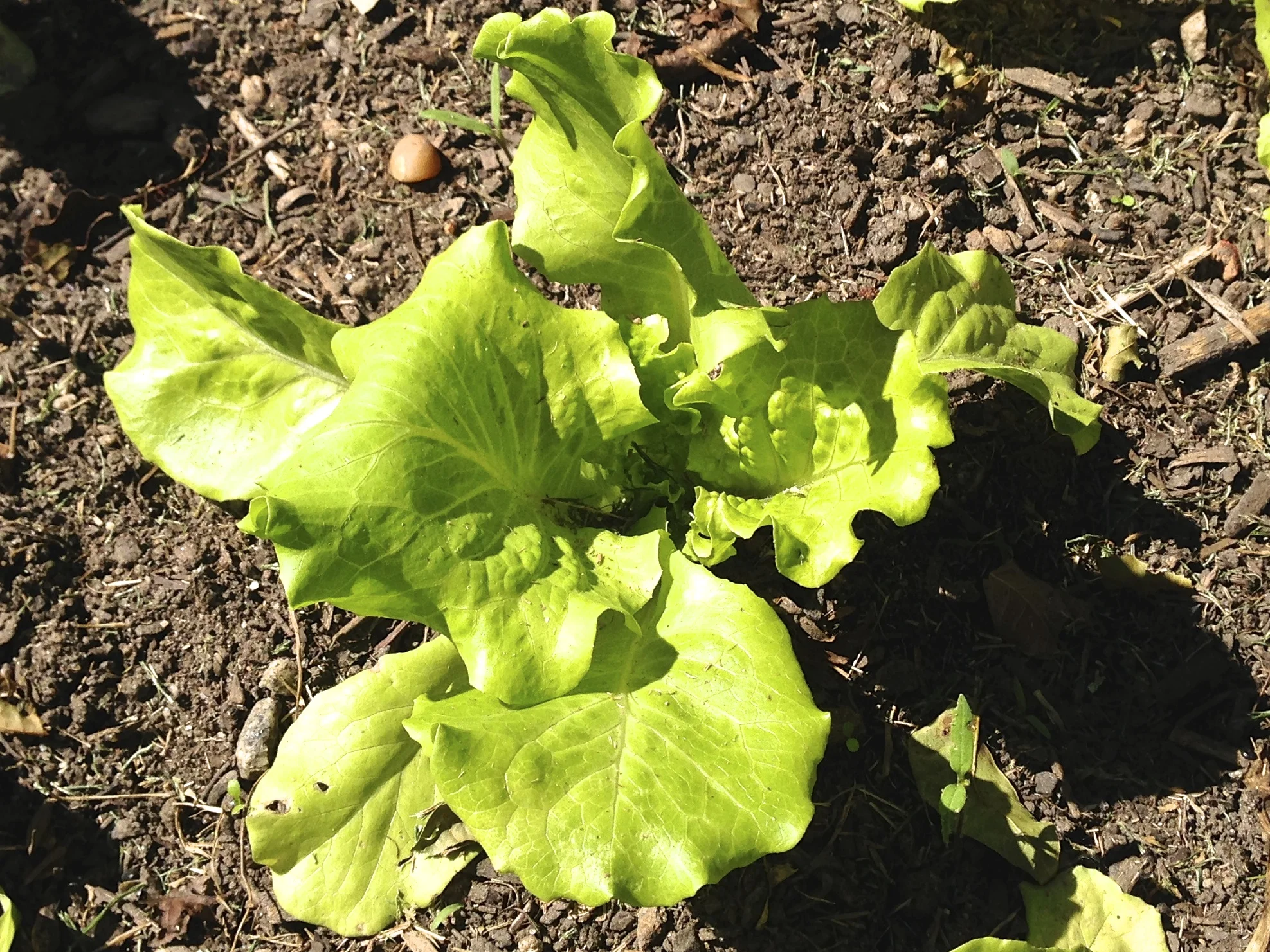 And, of course, we have plenty of lettuce coming along - plenty of salads in store to be served along with the first of cold weather soups. 
