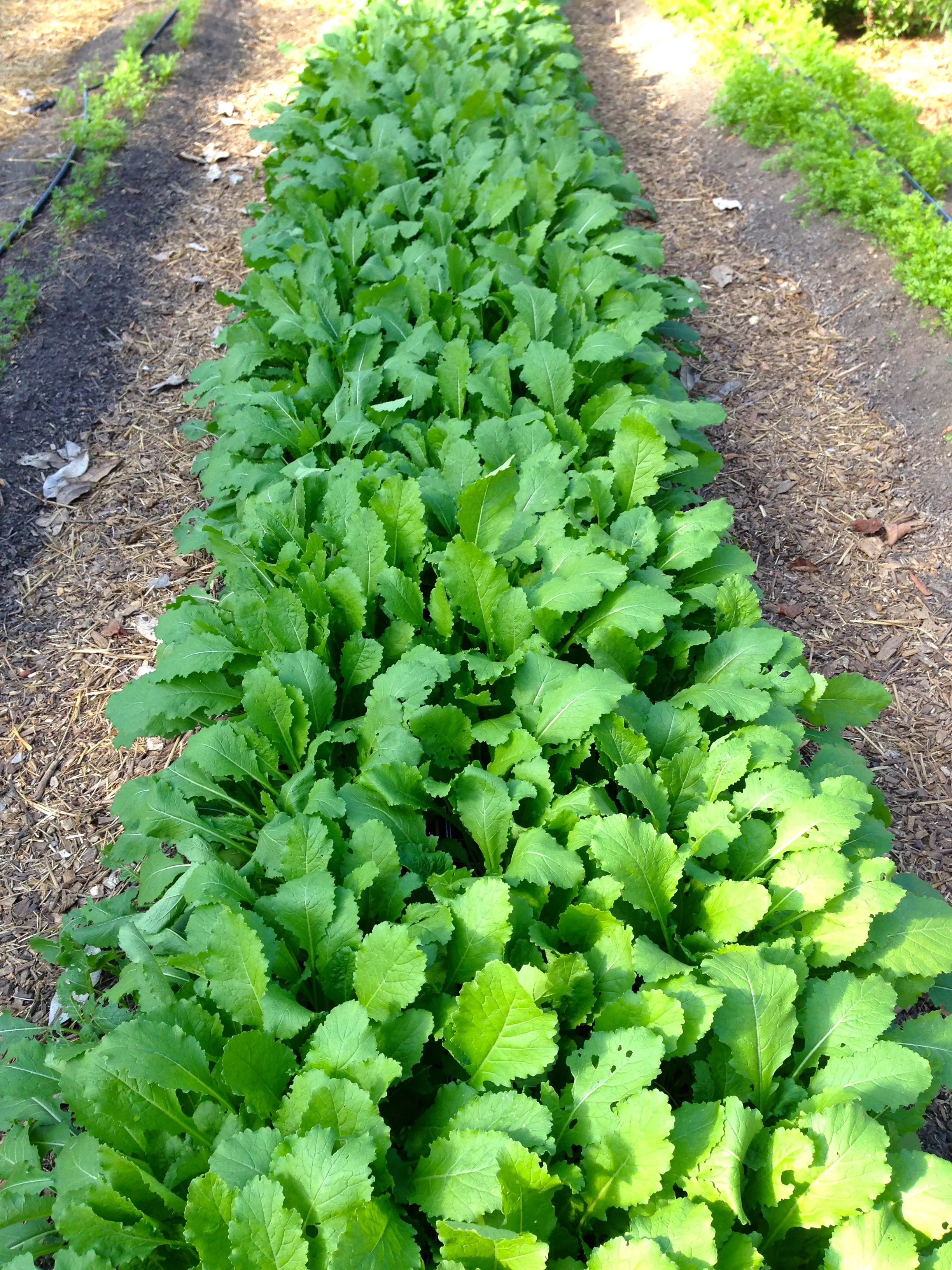 Beautiful, beautiful turnip greens with white sweet Hakuri Turnips forming underneath them. 