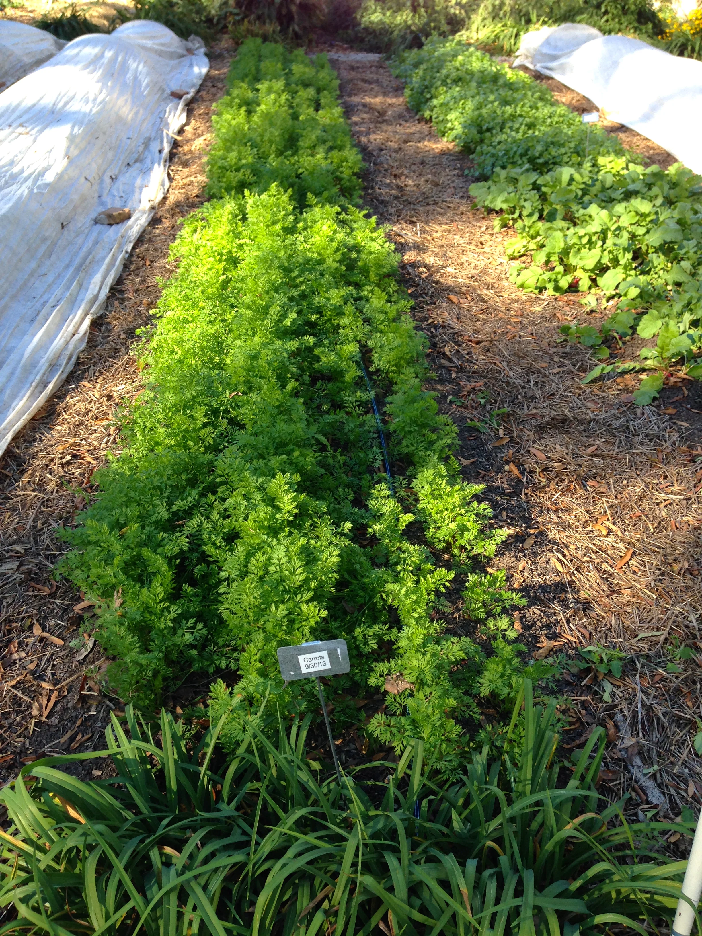 A row is carrots is taking off.