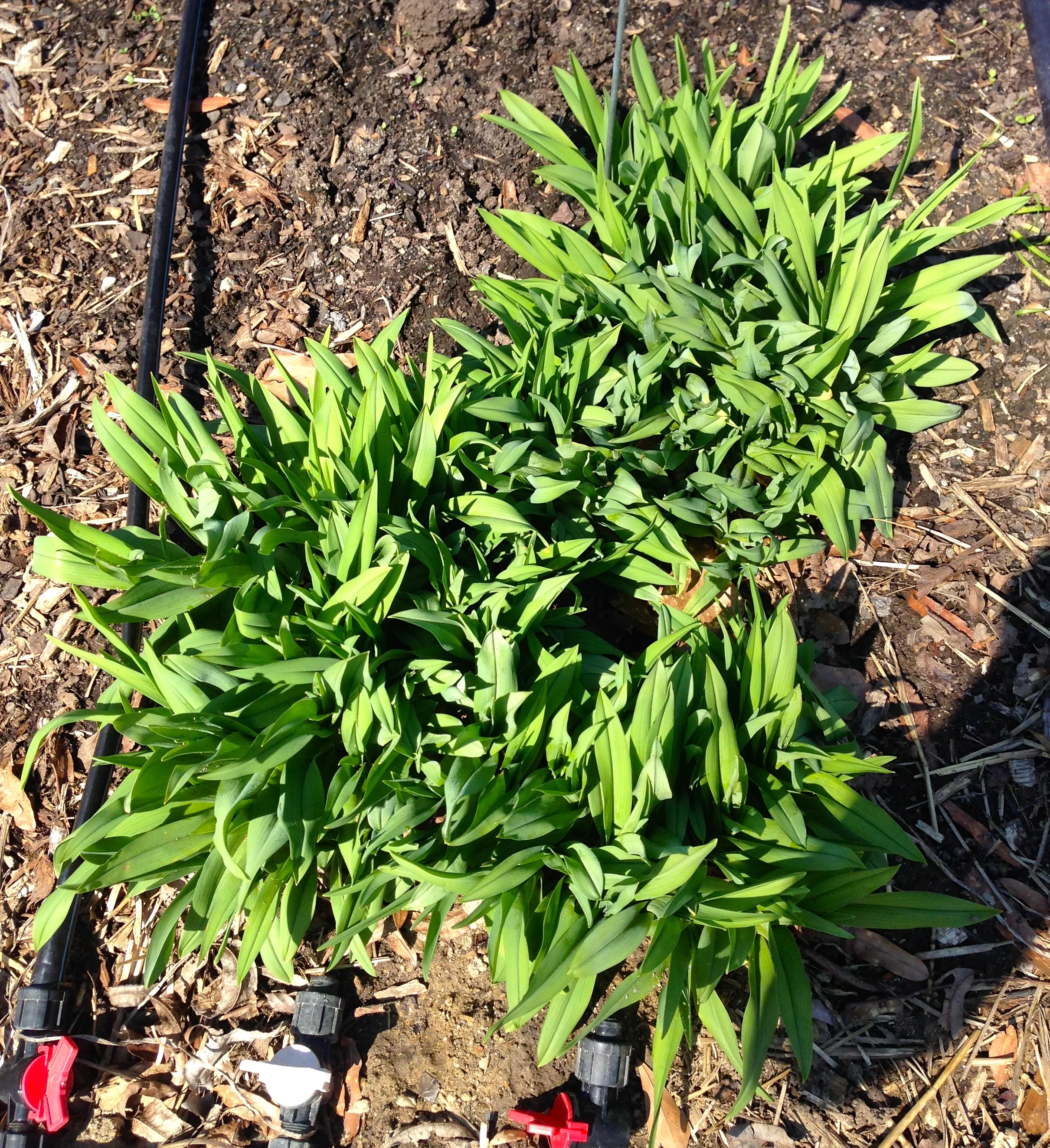 it's hard to keep a good daylily down! And here come those that are planted at each end of our main garden rows. It's a sure sign that there is hope for spring. 