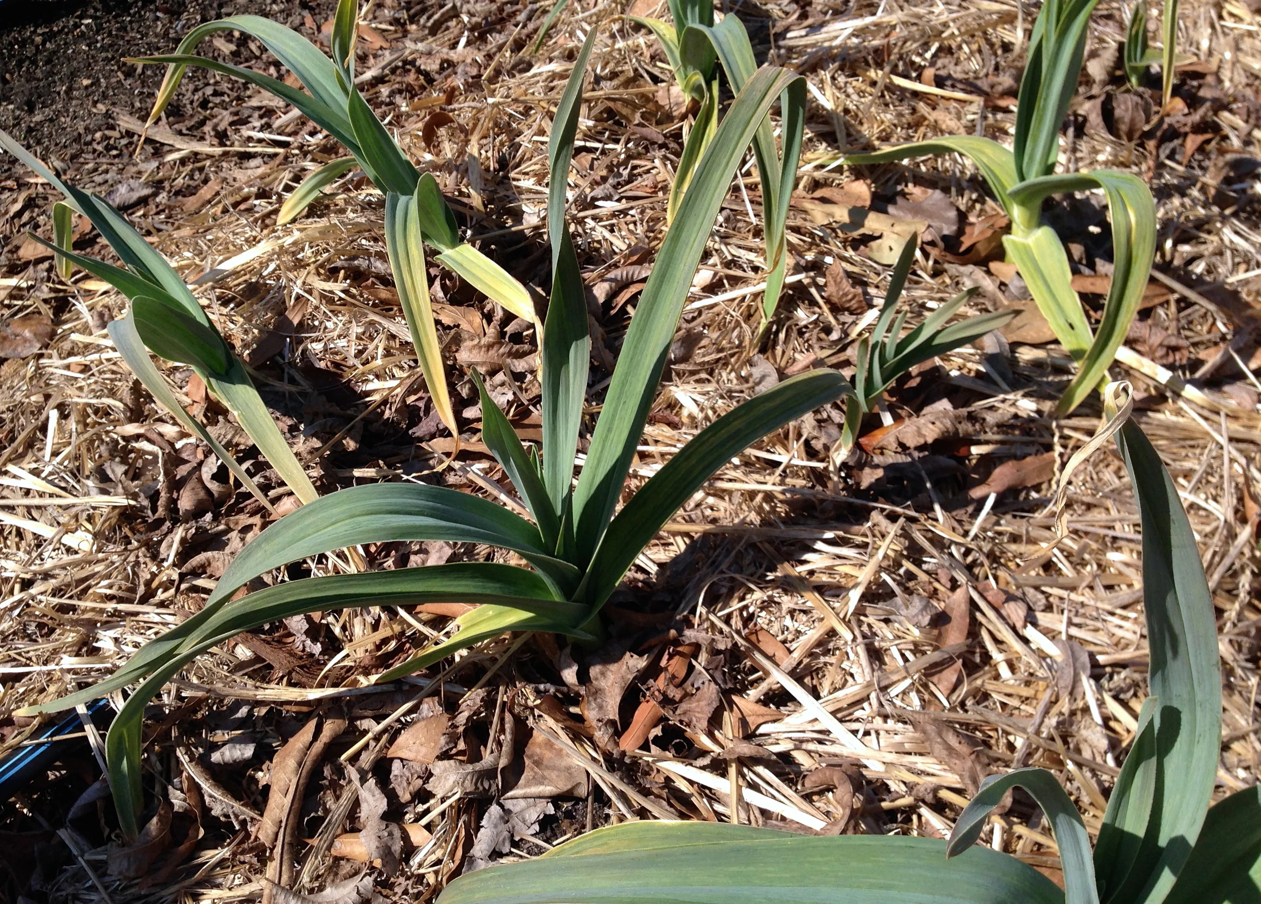 Onions and garlic have been planted and growing in the outdoor beds for some time now. This is our own Elm Street Garlic. We found it growing on what is now our flower bank when we first moved to Elm Street. Its good performance is testimony that native plants are best.