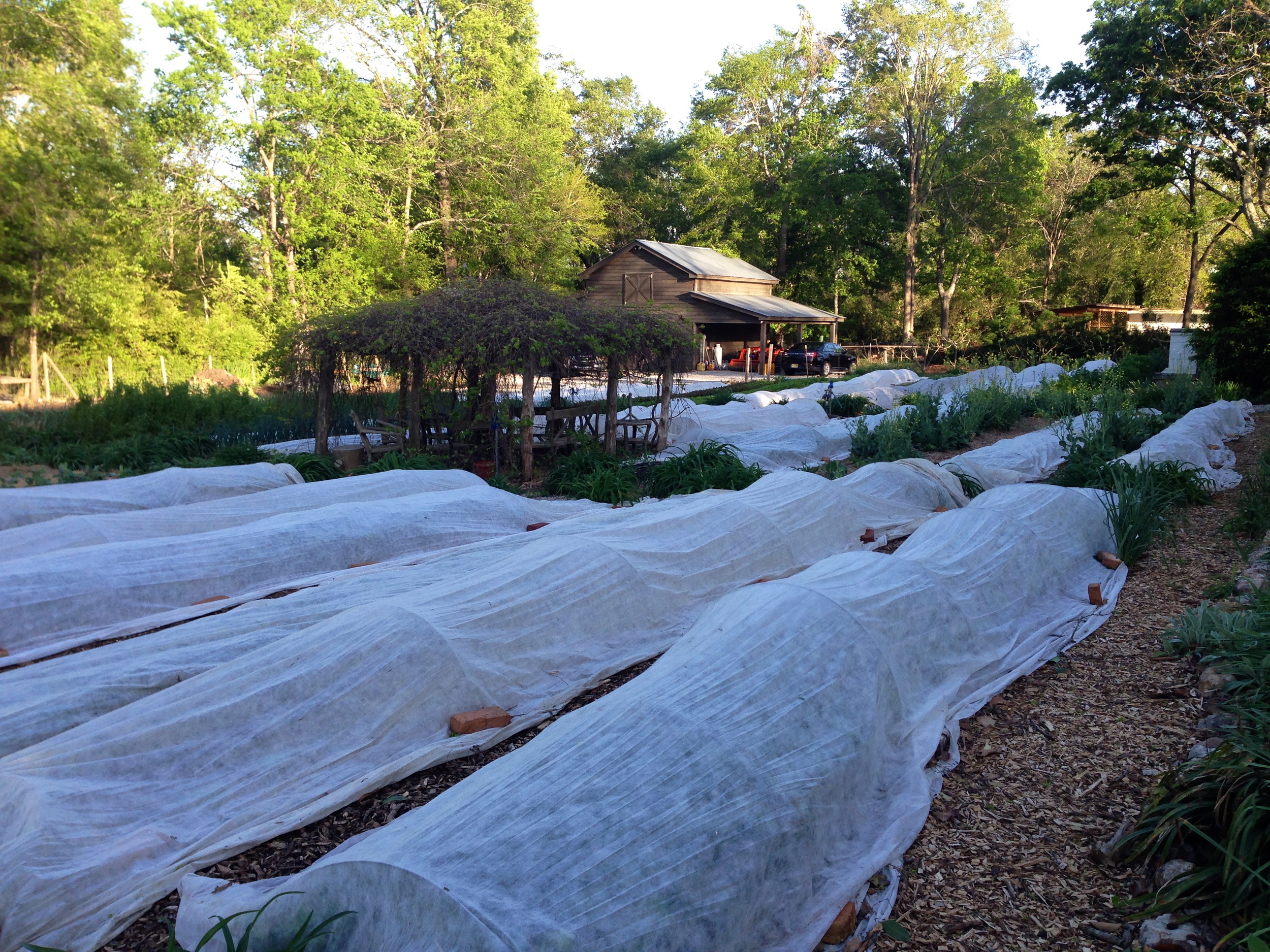 Lettuces, broccoli, tomatoes, arugula and squash are tucked in for the night of cold.