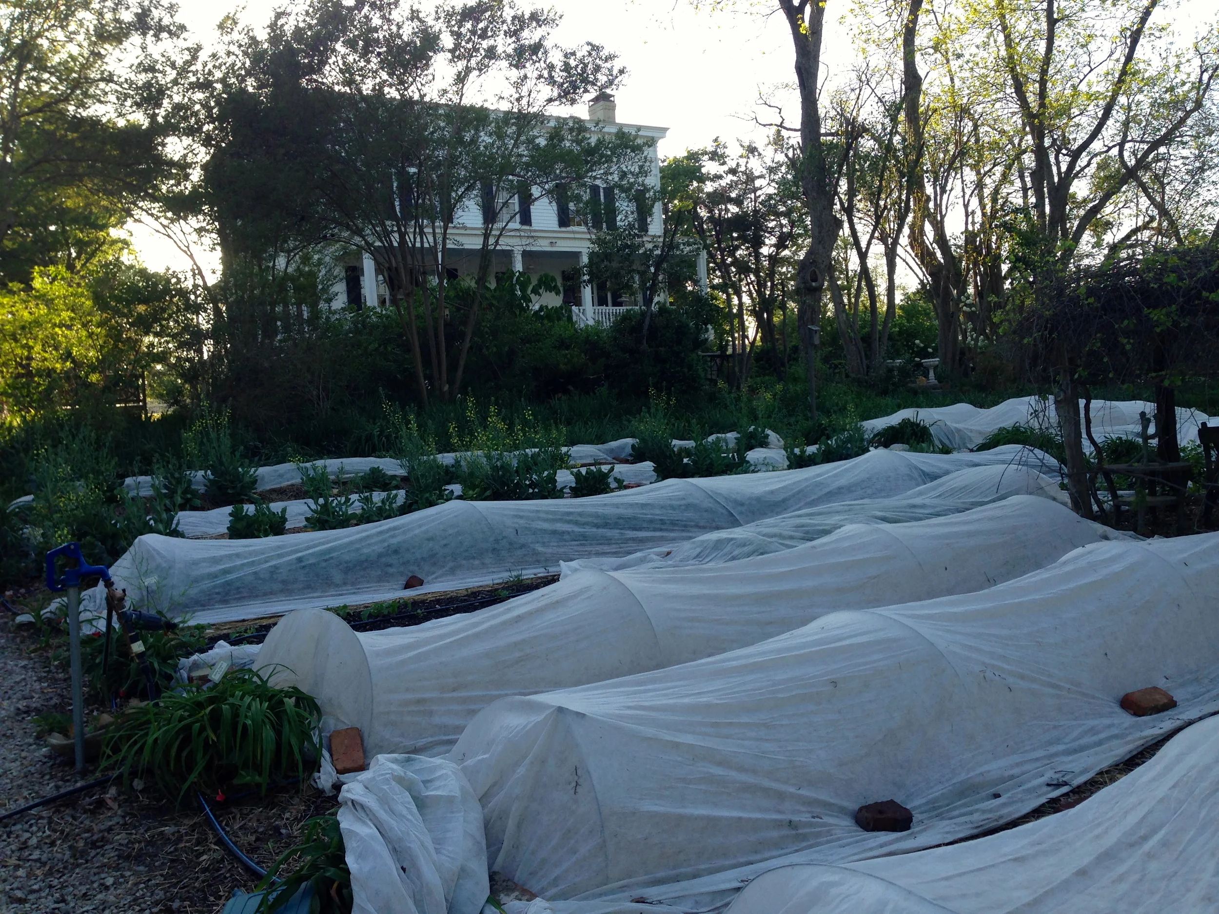 Strong winds attempt to lift the row covers, but they are secure!