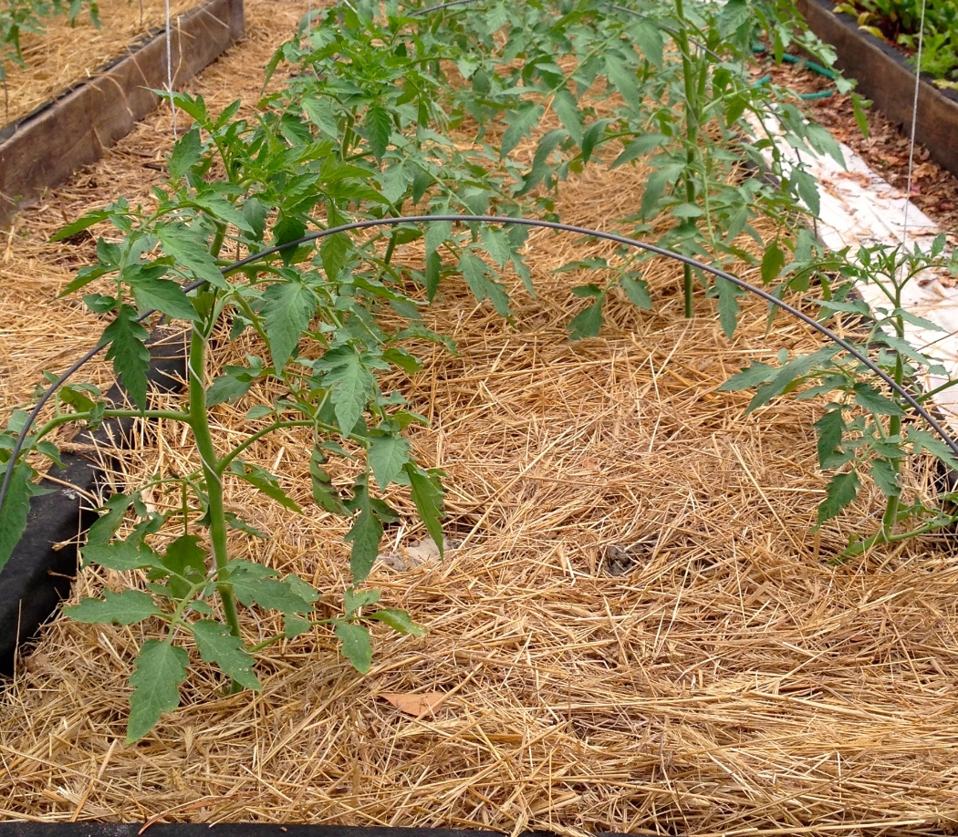 Some of the first tomatoes planted in the hoop houses are taking off and will be fine during the cold spell in this warm environment.