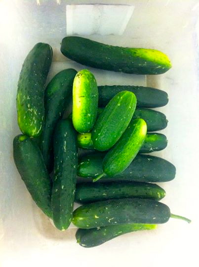  This fine batch of cucumbers was picked on May 7.
