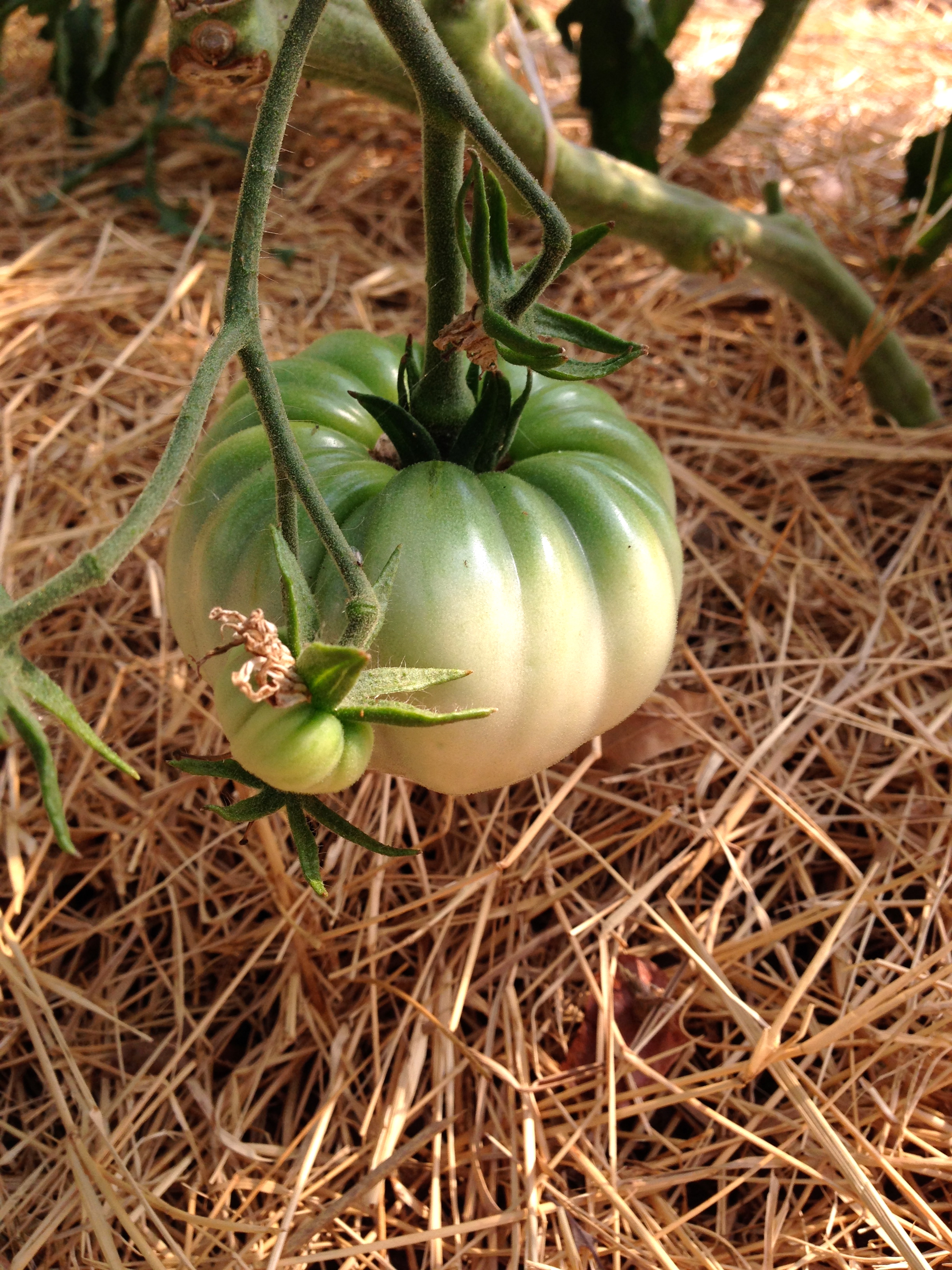 And then there are the tomatoes!