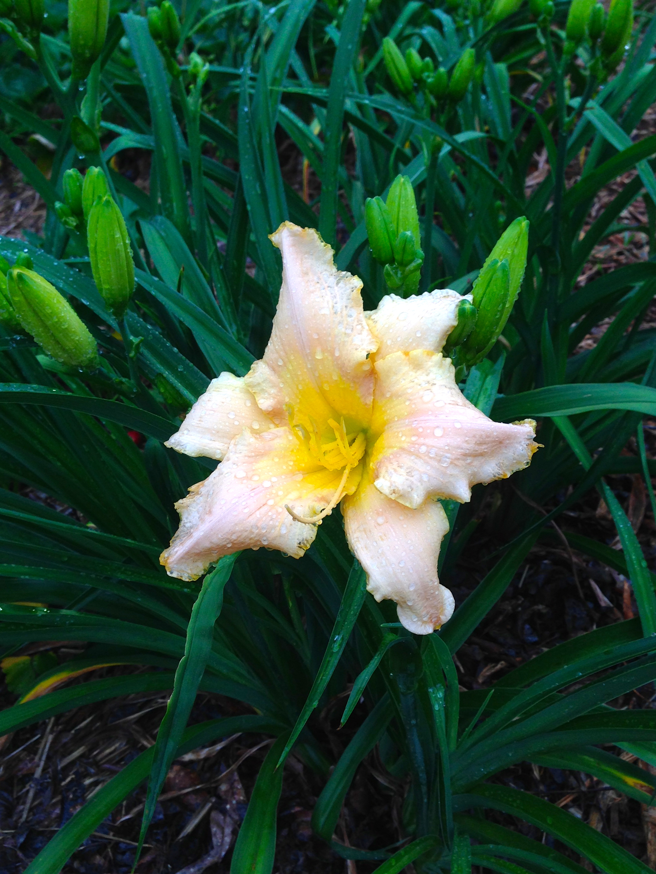 Love the soft colors of this large blossom.