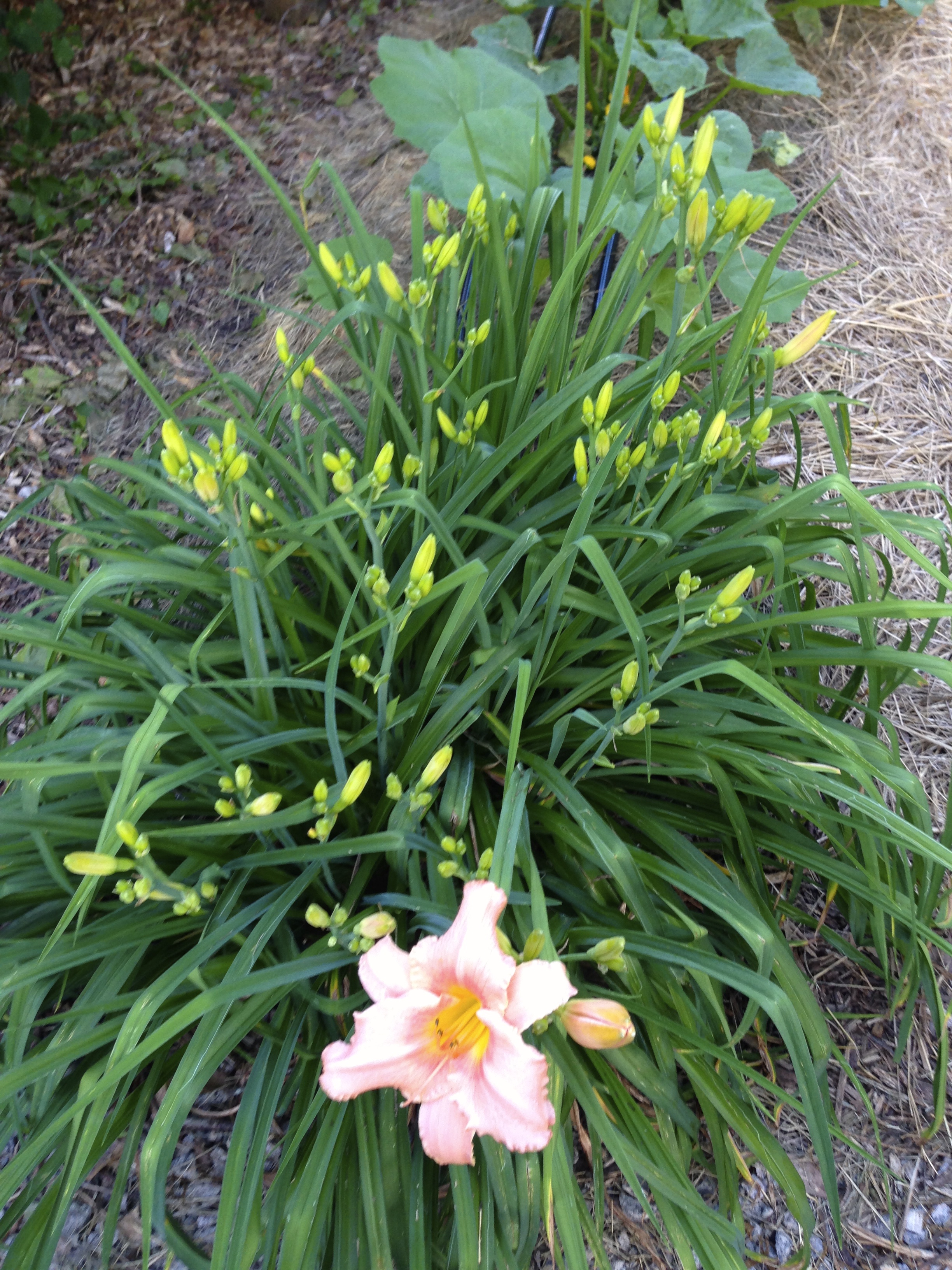 Here you see how many flowers one plant cluster can produce.