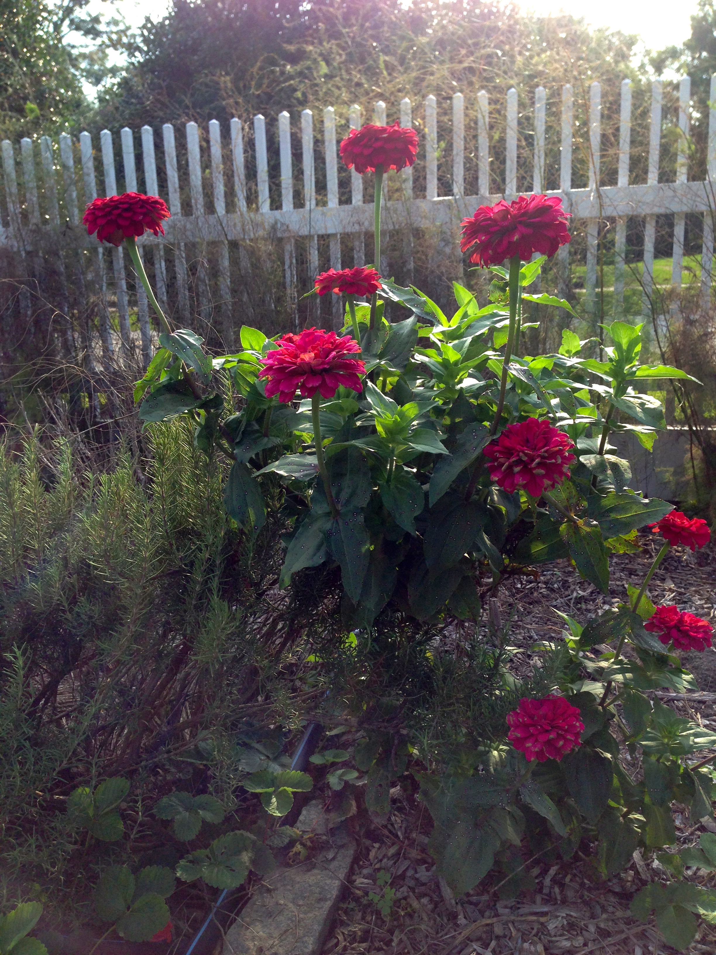 And August's zinnias still bloom brightly in the afternoon sun too.