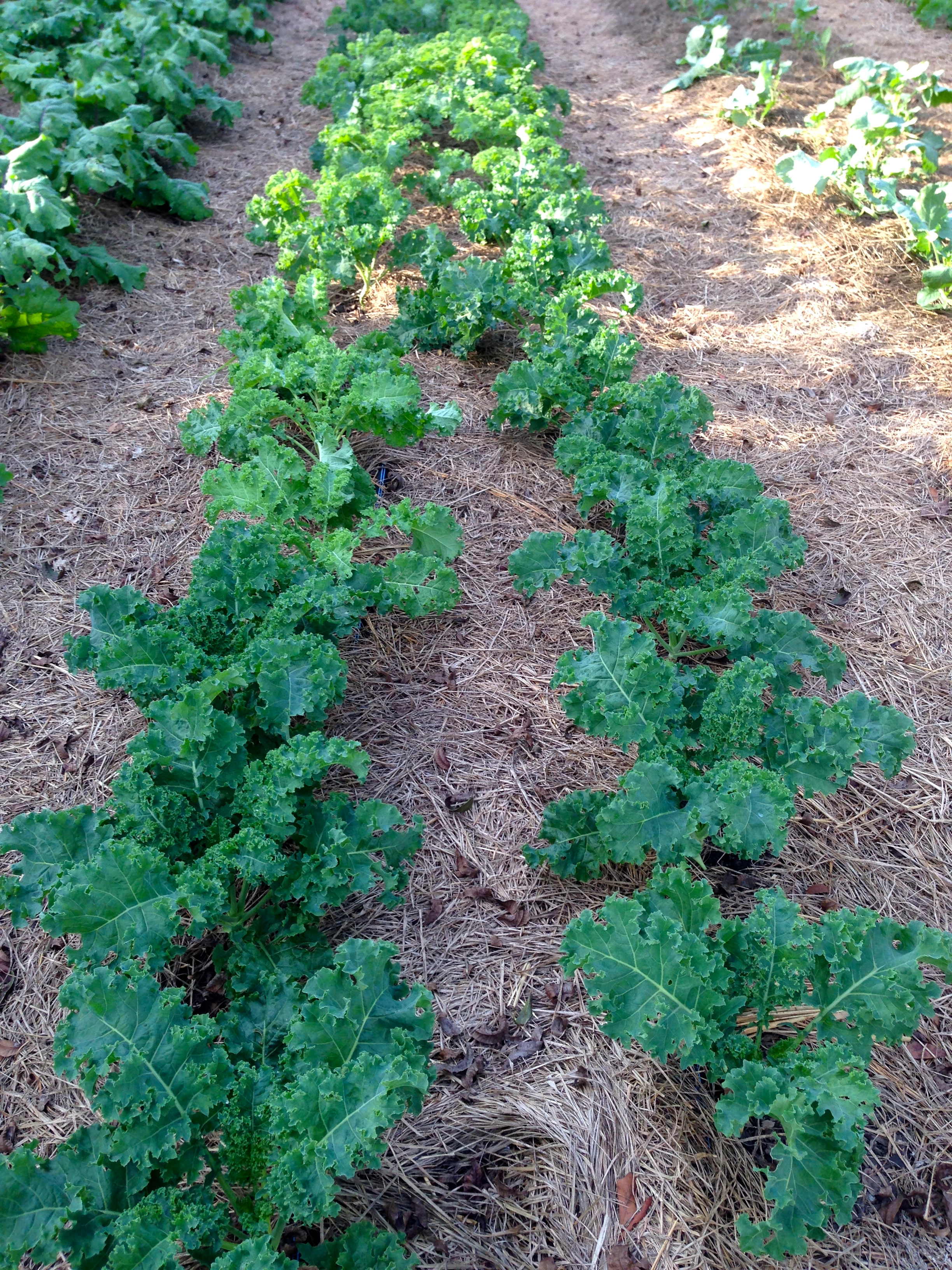 Kale, kale, kale. Glorious kale has grown really fast and well in just a short time. 