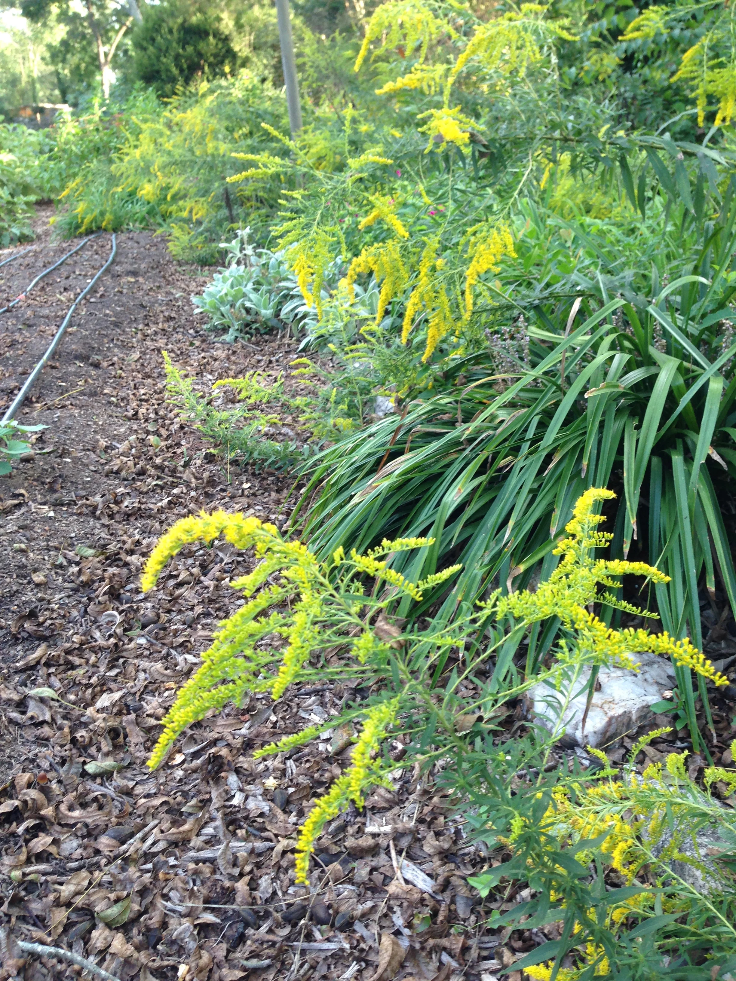 A true harbinger of fall: Goldenrod. I have read it is not really the allergen most people fear it to be and butterflies feast on it.