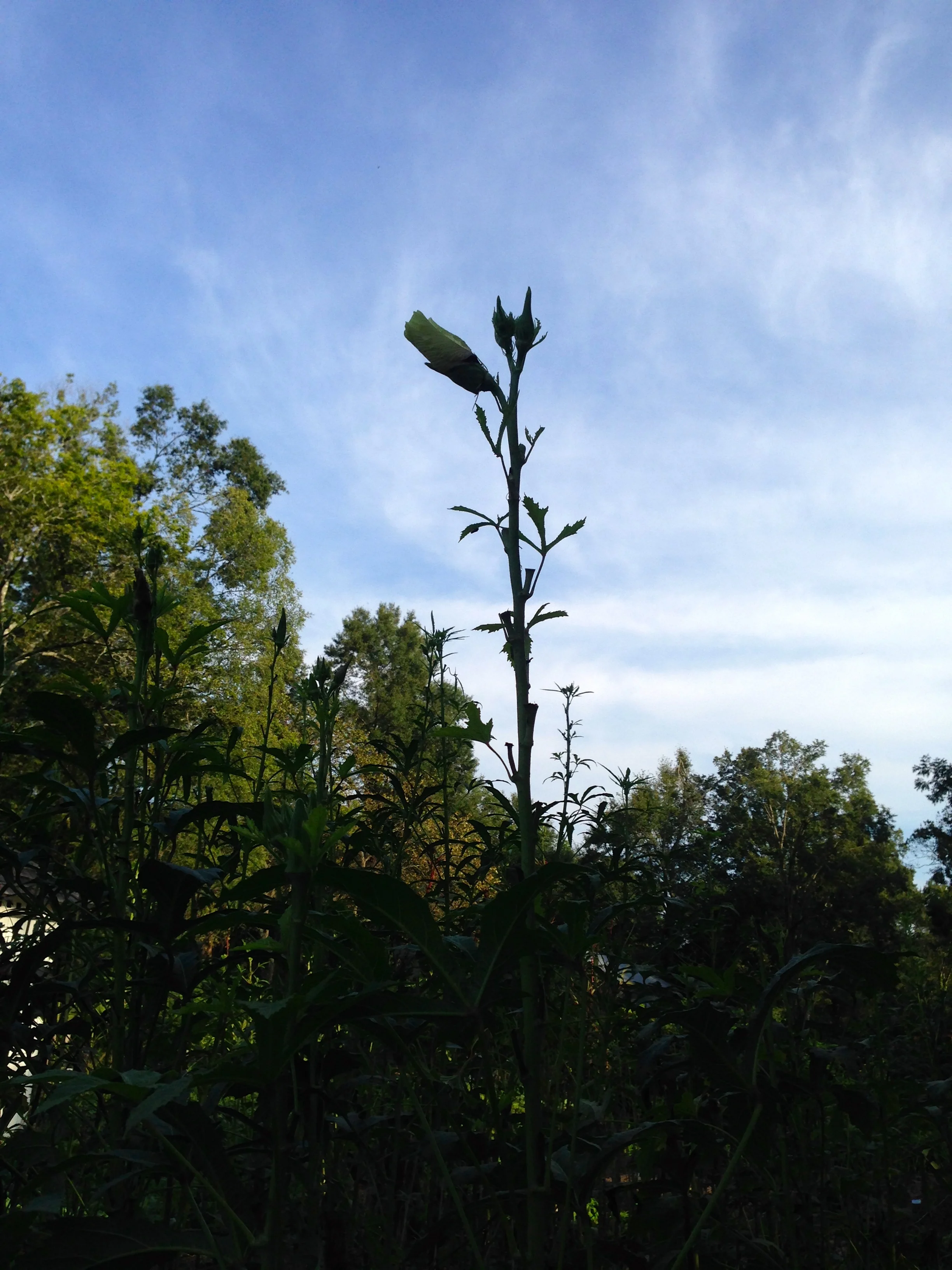 One of the sentinels of summer: The okra struggles on although the cooler nights slow it down. 