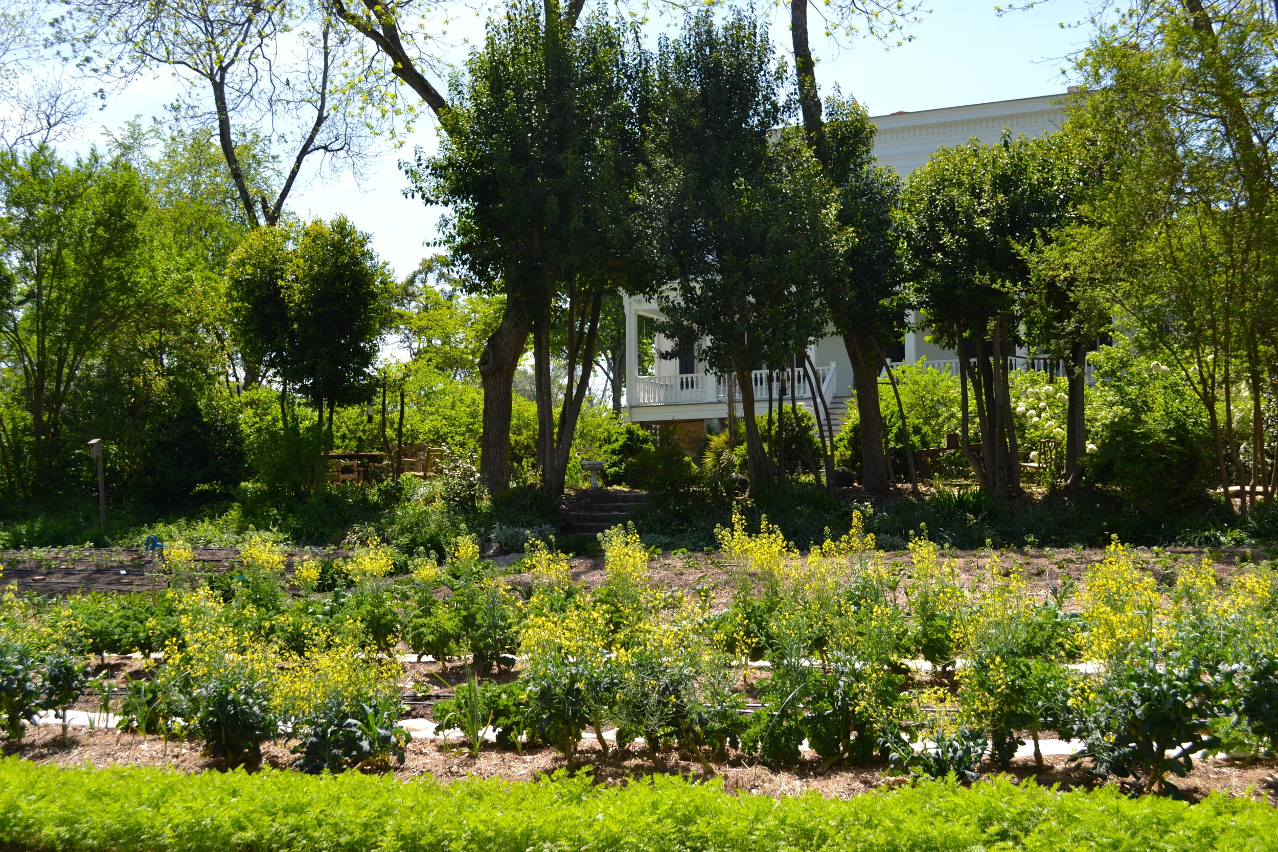 In this view of the garden below the house, you see kale plants responding to the warmth and sending out their flower shoots. I have been using these blossoms to add to salads. 