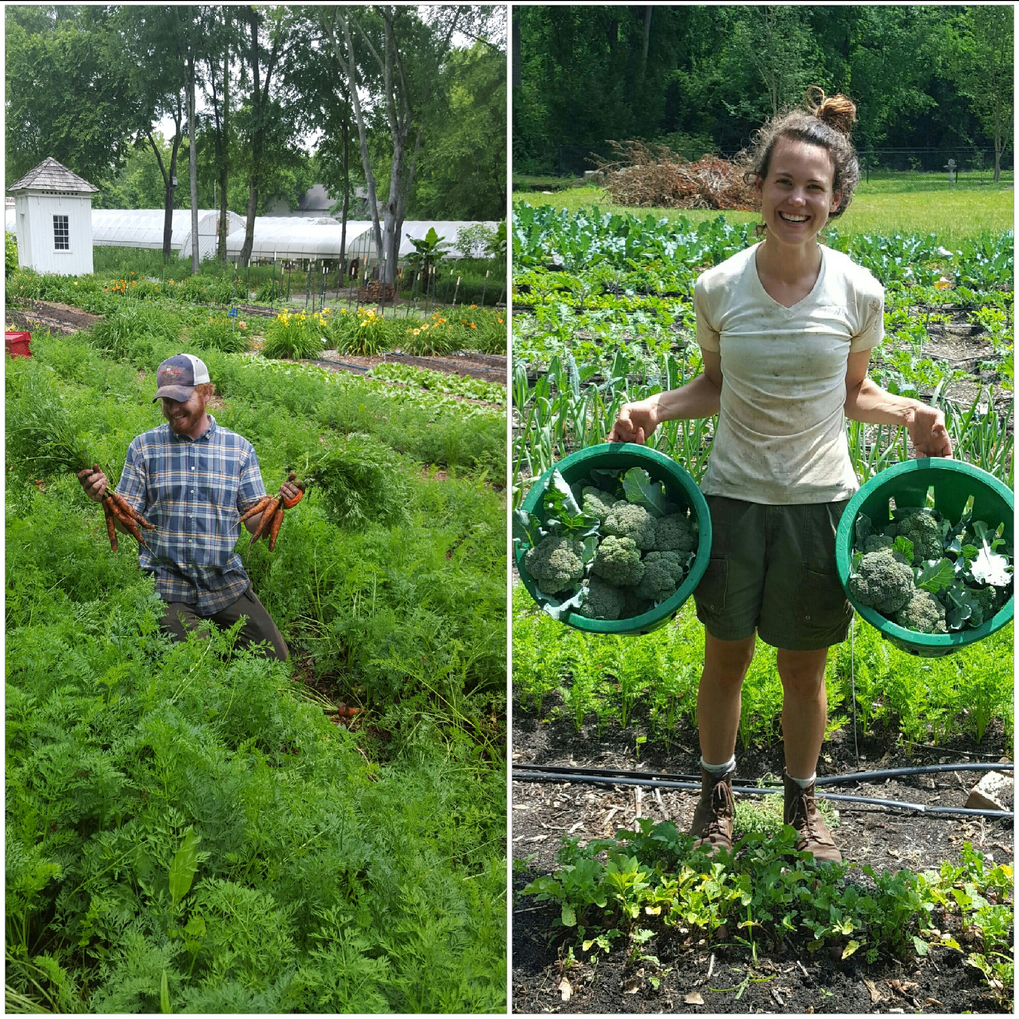Elm Street Gardens managers, Josh and Jessica, are looking forward to welcoming local customers to the farm on Tuesdays and Friday from 3 to 5pm every week. 
