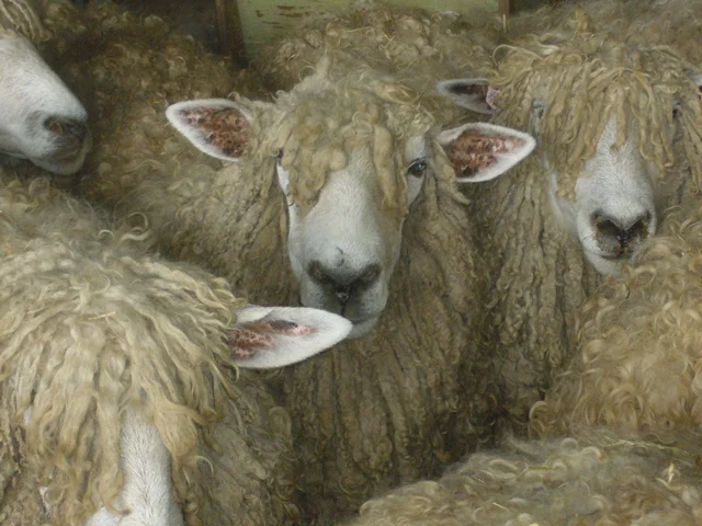 waiting for shearing.jpg
