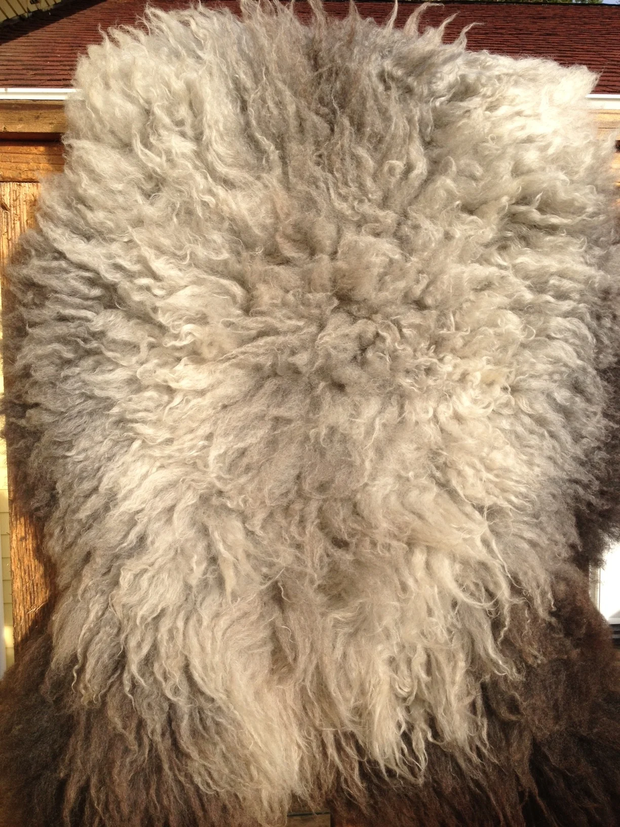 silver pelt.jpg