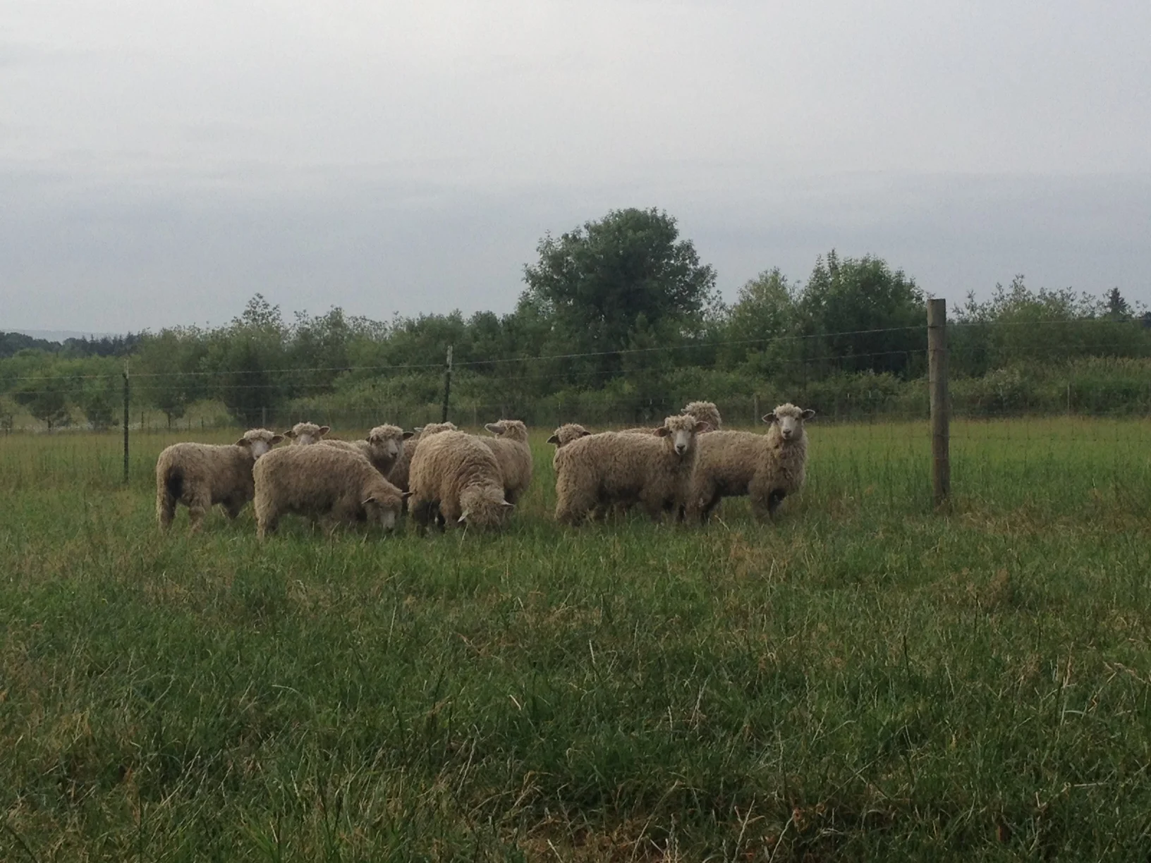 ewe lambs in pasture.jpg