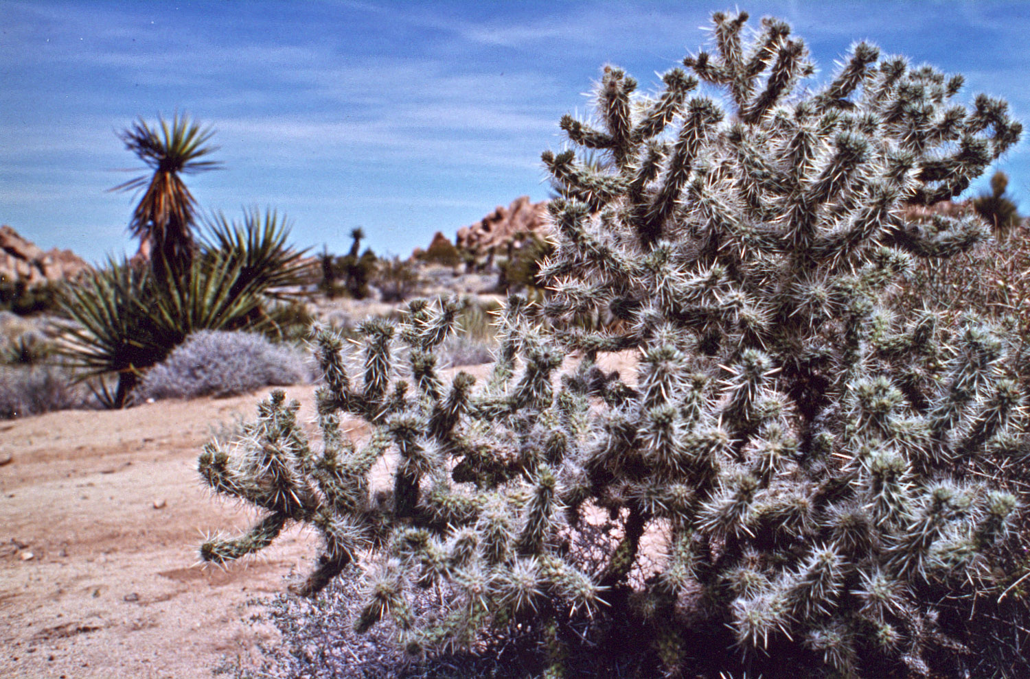 Chola Desert-2.jpg