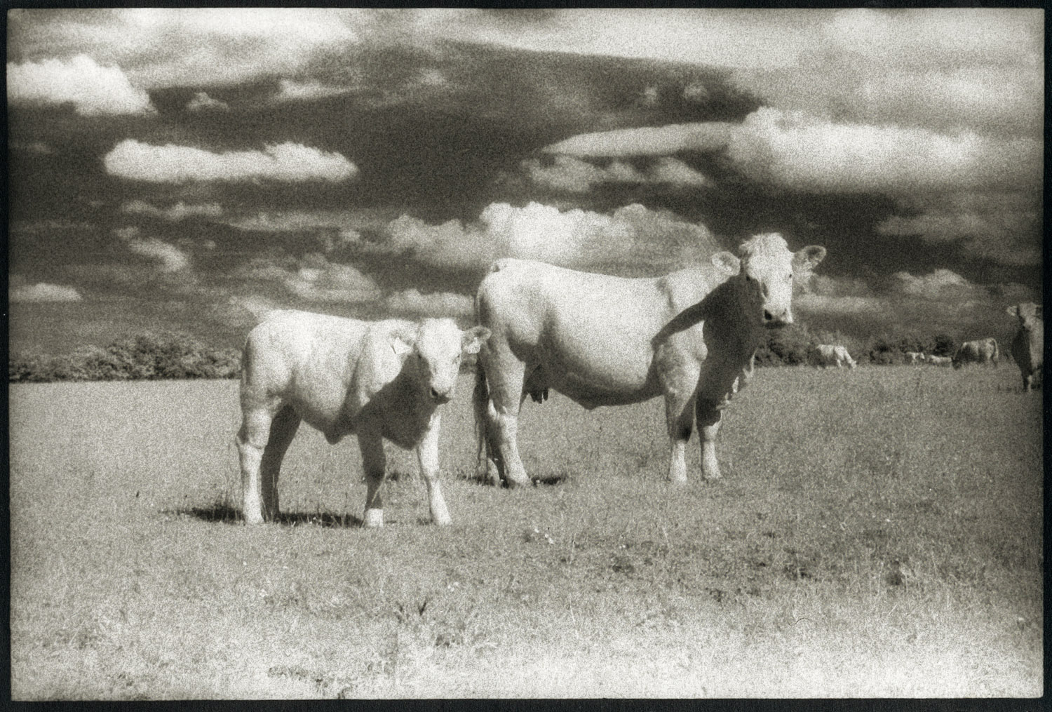 Cows Infrard France.jpg