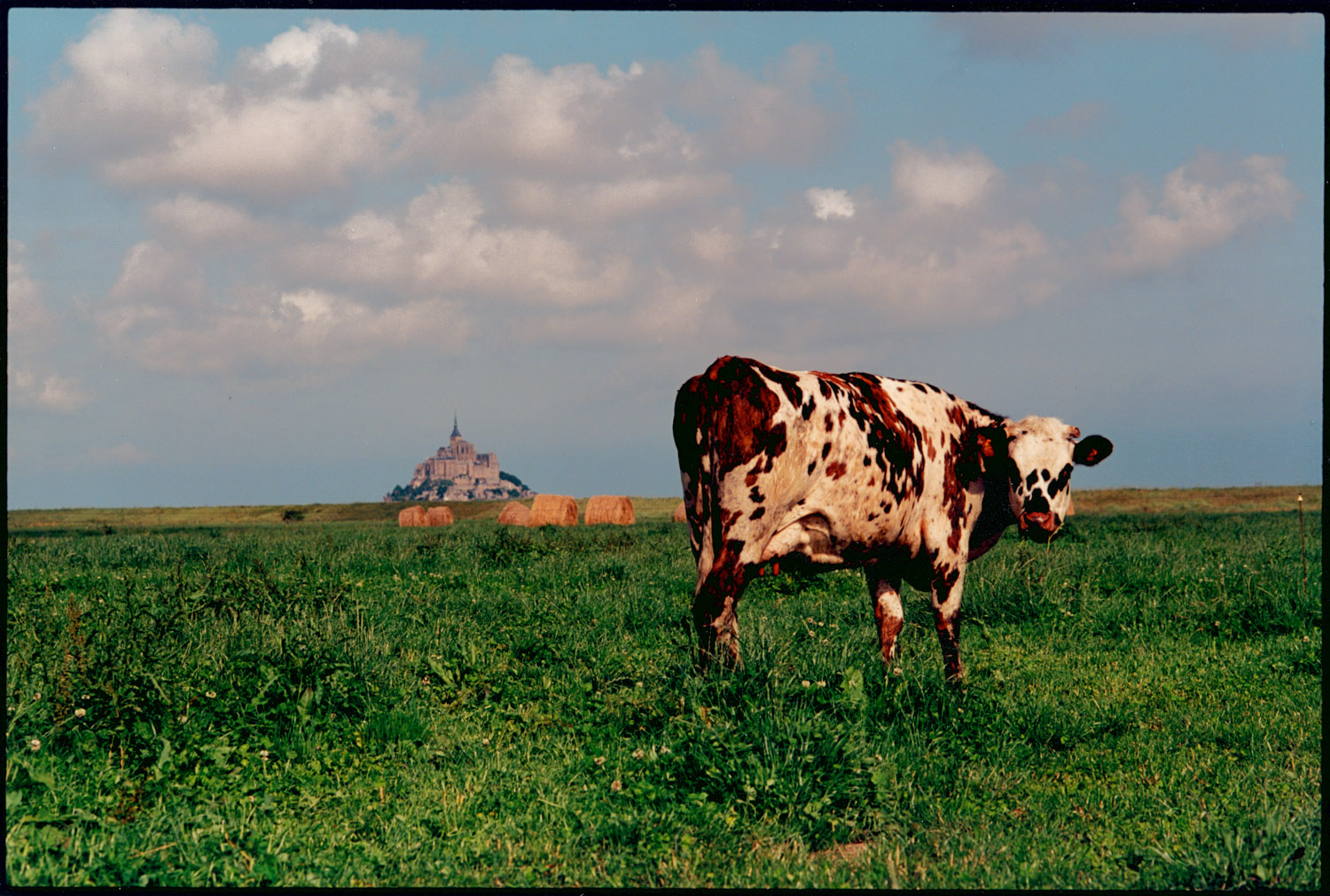 Cow @ Mt. St. Michael.jpg
