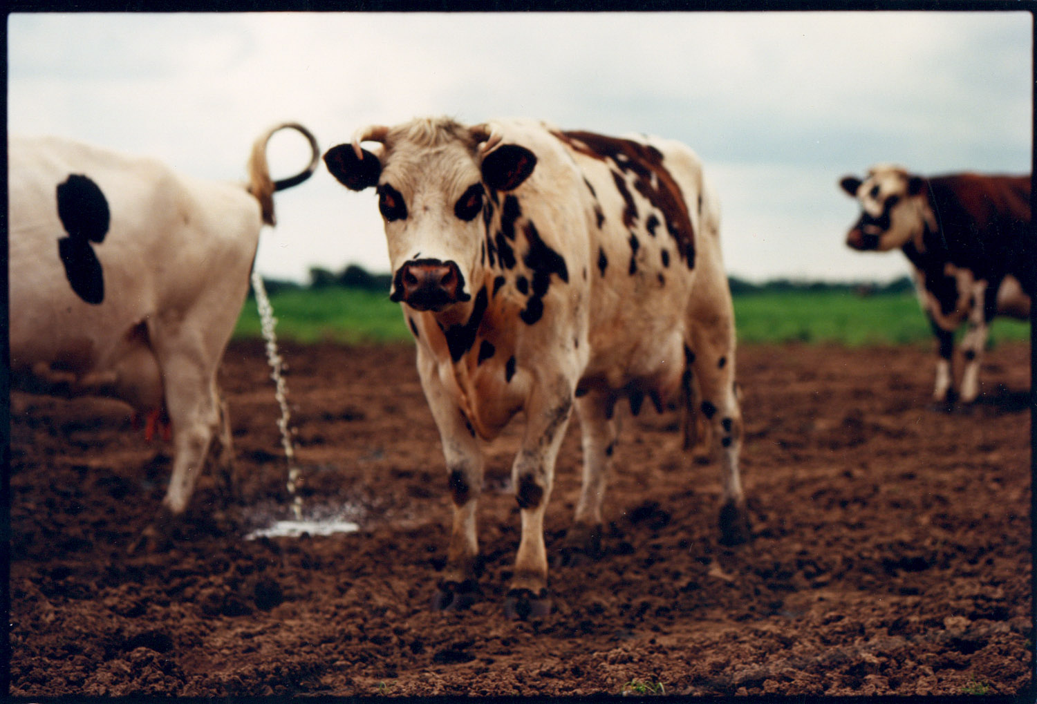 Cow pissingAAA.jpg