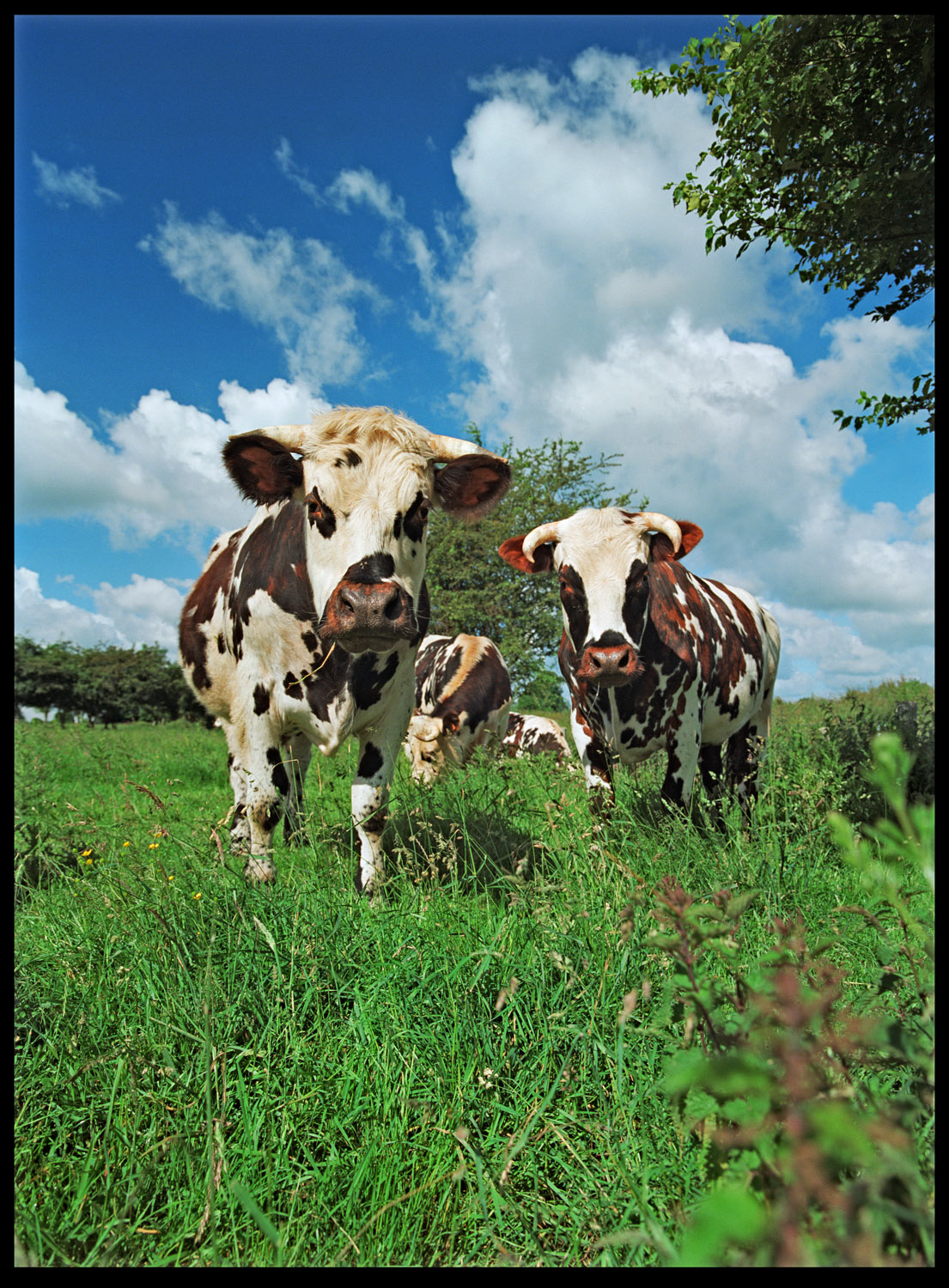 CowFinal Hi Res tweakAAA.jpg