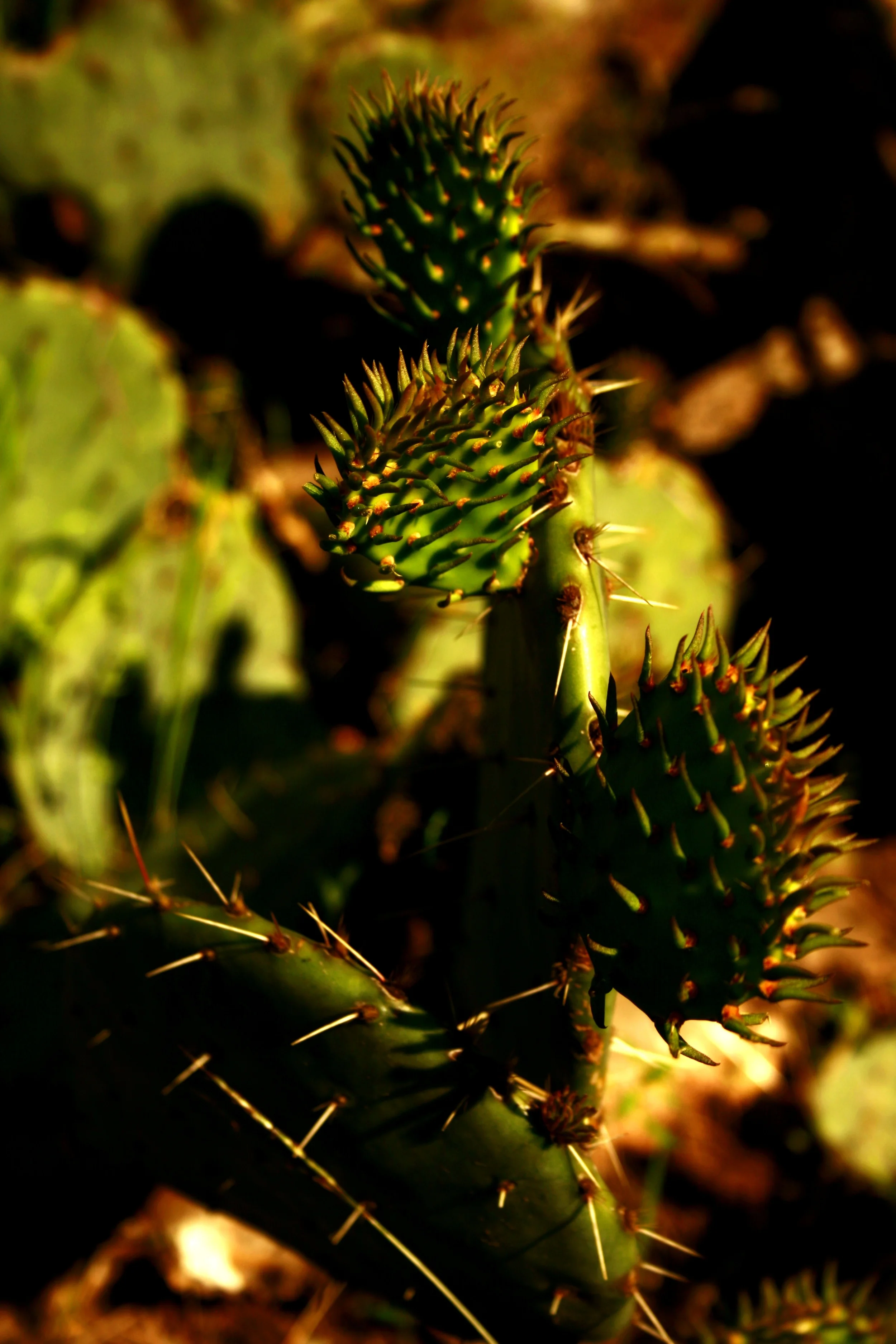 _MG_3282.JPG