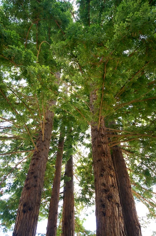big_sur_trees.jpg