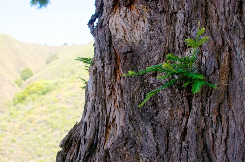 big_sur_tree.jpg