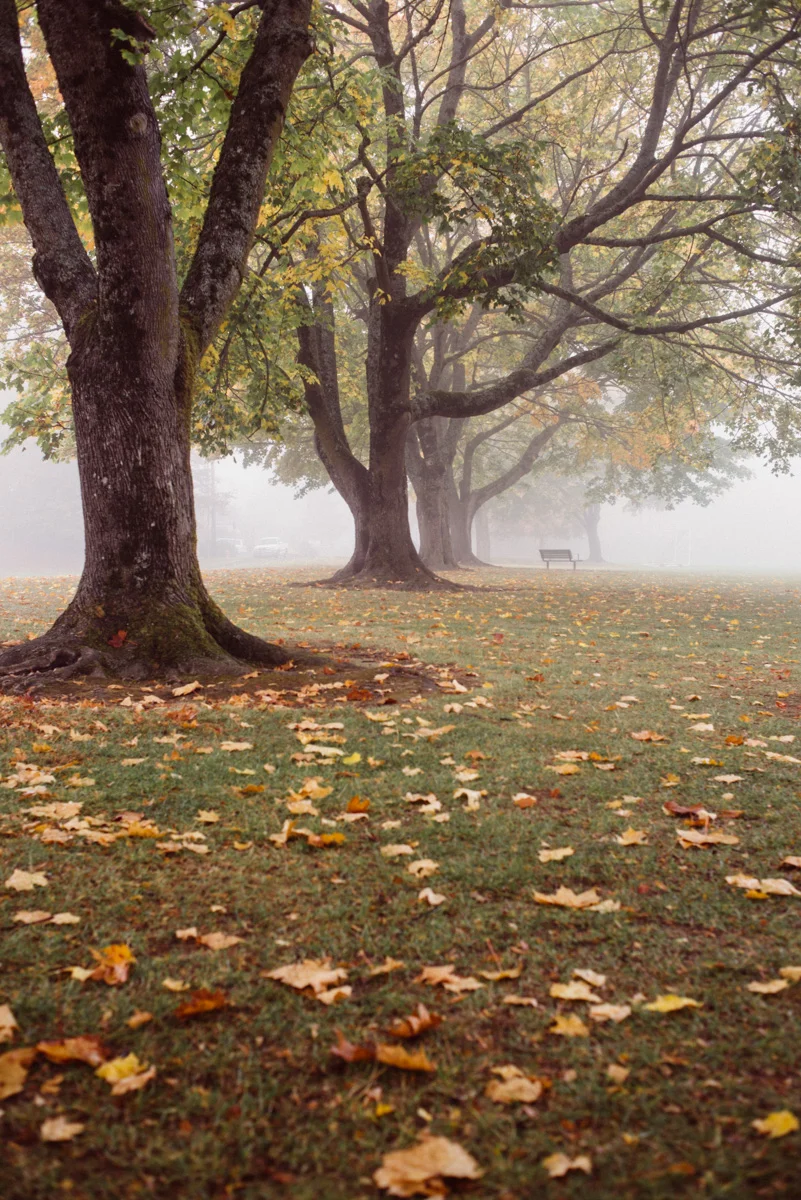 fernhill_park-4.jpg