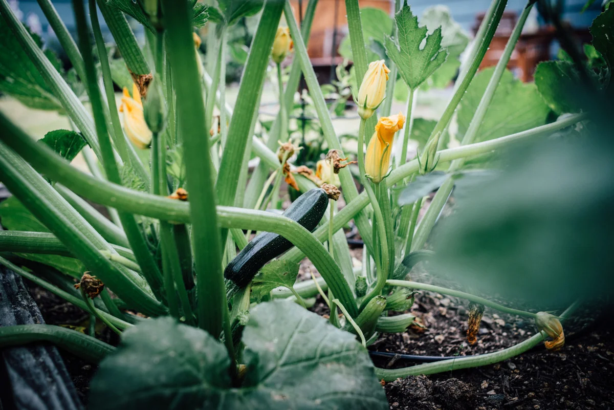 zucchini_nut_bread-1.jpg