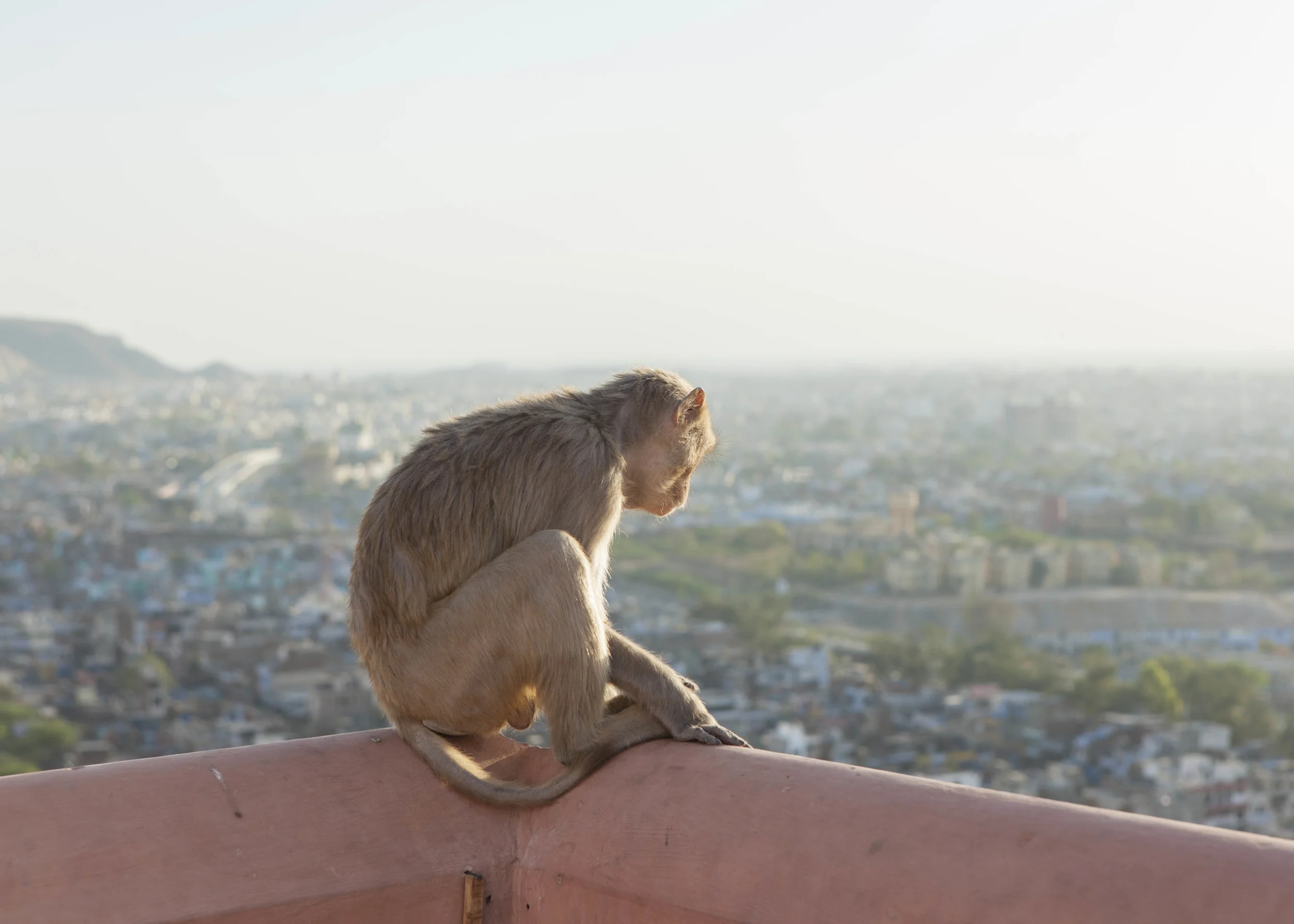 India_ph11.jpg
