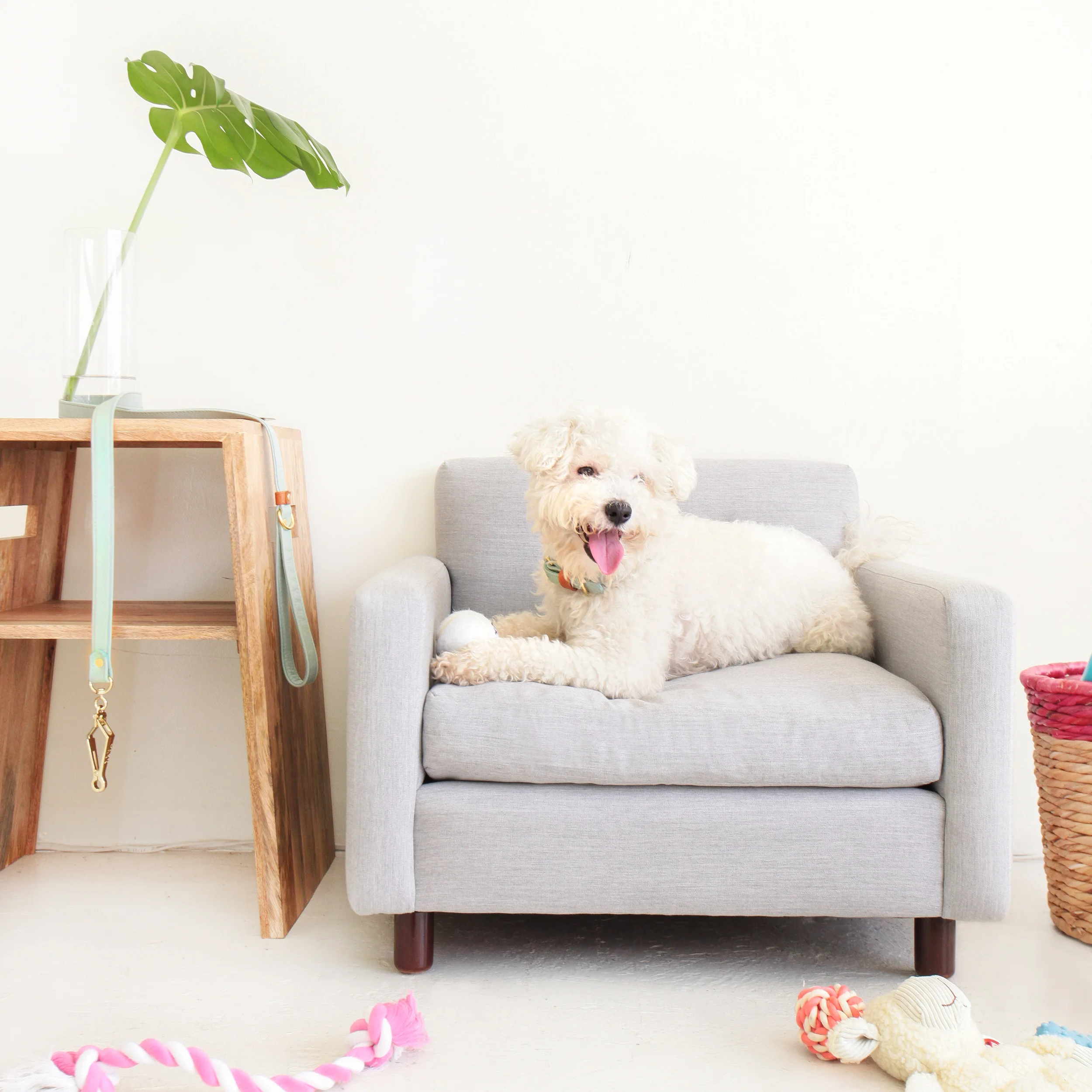 Andy: This handsome Beddlington Terrier Mix is deaf, but that doesn't slow down his learning via hand signals. His smile says it all. 