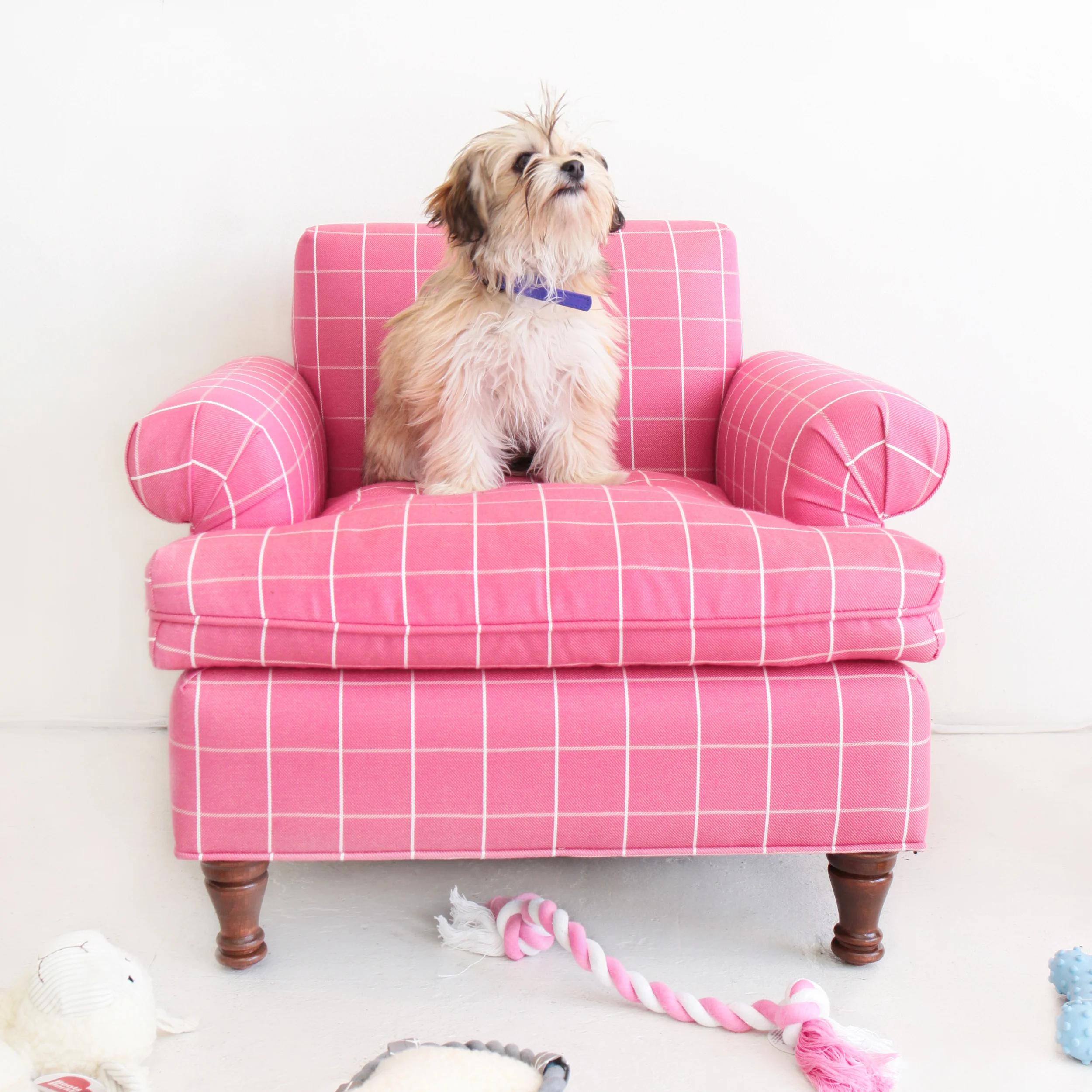 Emma: This little fluff is a 4-month old Wheaten Terrier / Maltese Mix. We can hardly even handle her 4 pounds of cuteness. 