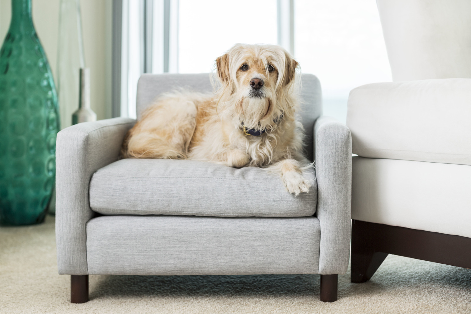 Tucker in the Parker Lounger