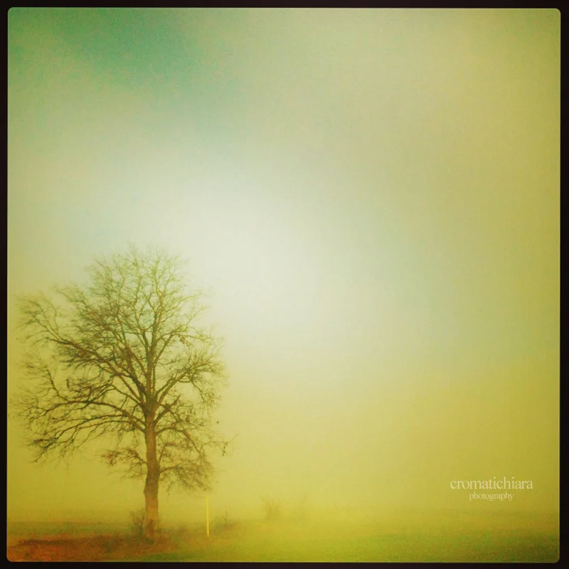 mistic tree