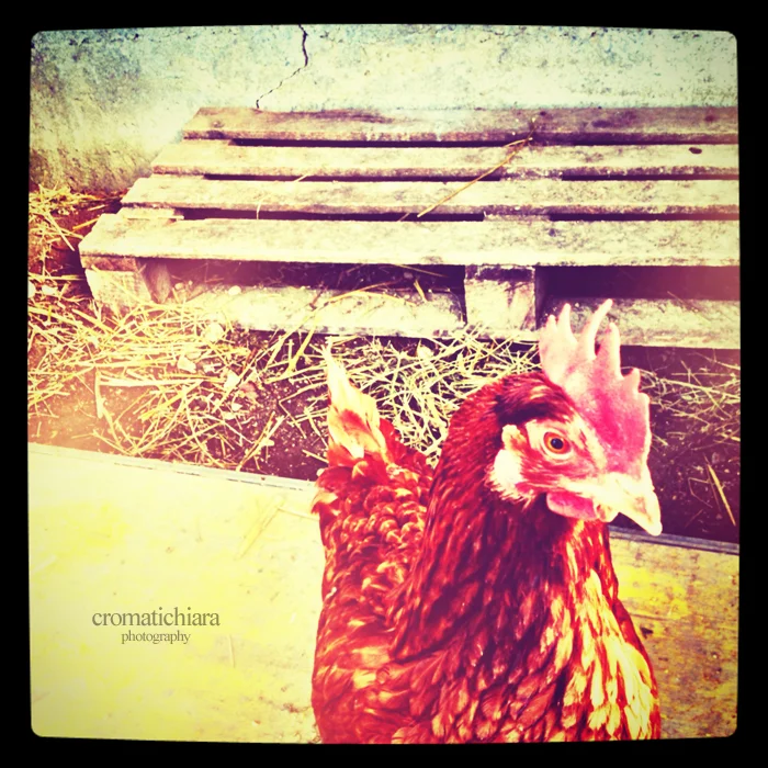 weekend with the chickens