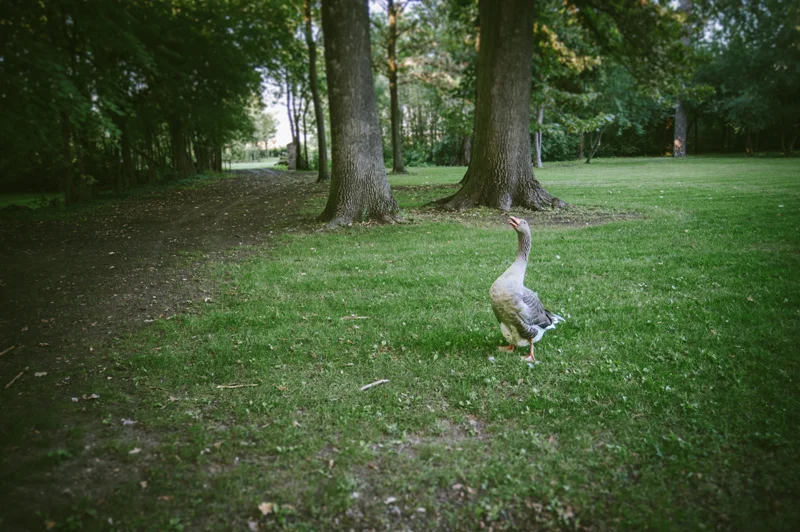 DSC_2001.jpg