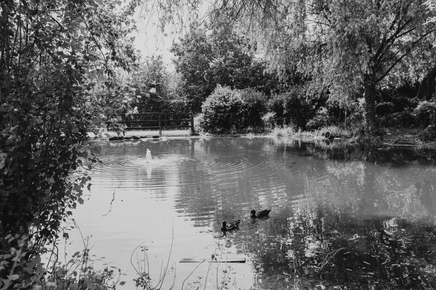 DSC_4444.jpg