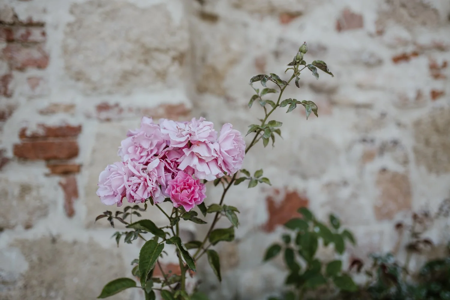 DSC_8769.jpg
