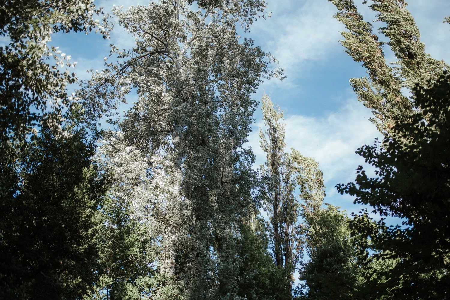 DSC_4660.jpg